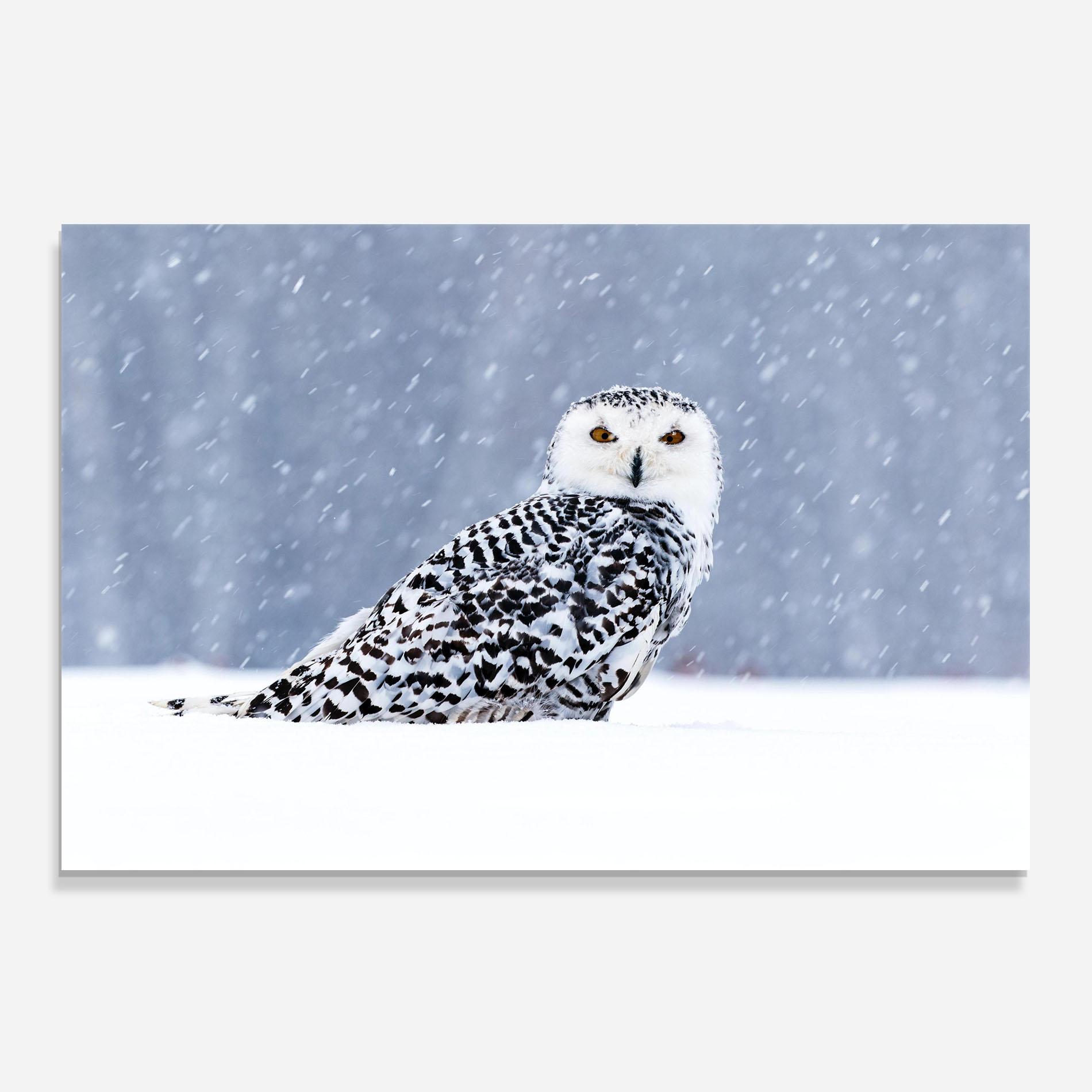 Panou Sticla Bucatarie Snow Owl mockup 0