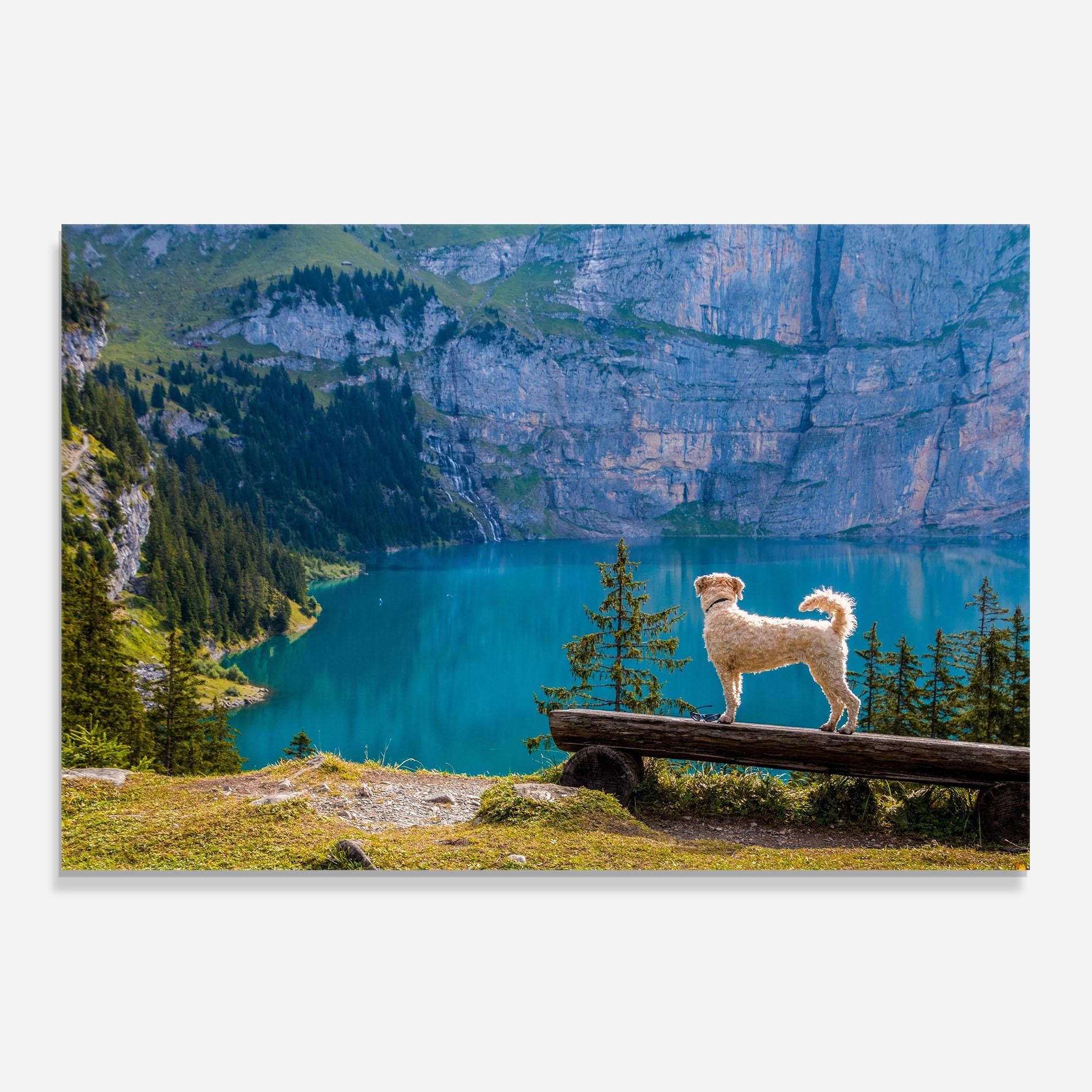 Panou Sticla Bucatarie Dog mockup 0