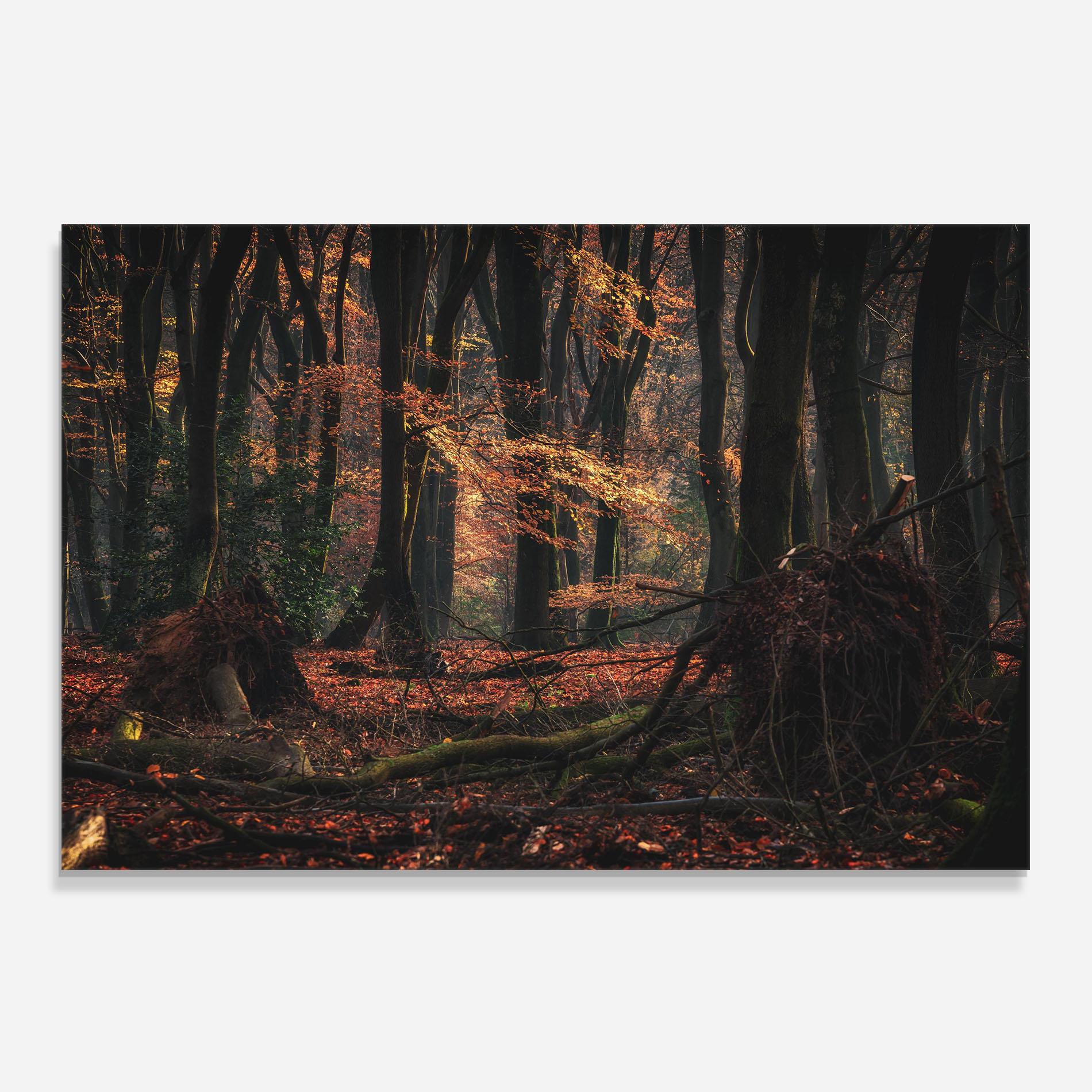 Panou Sticla Bucatarie Autumn Forest Trees mockup 0