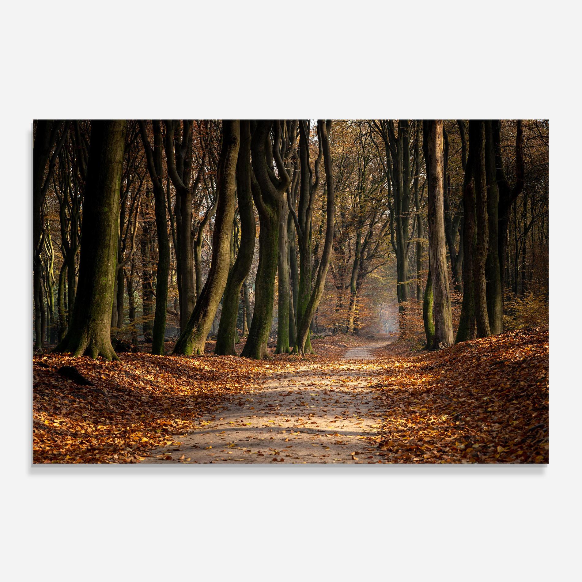 Panou Sticla Bucatarie Autumn Path Forest mockup 0