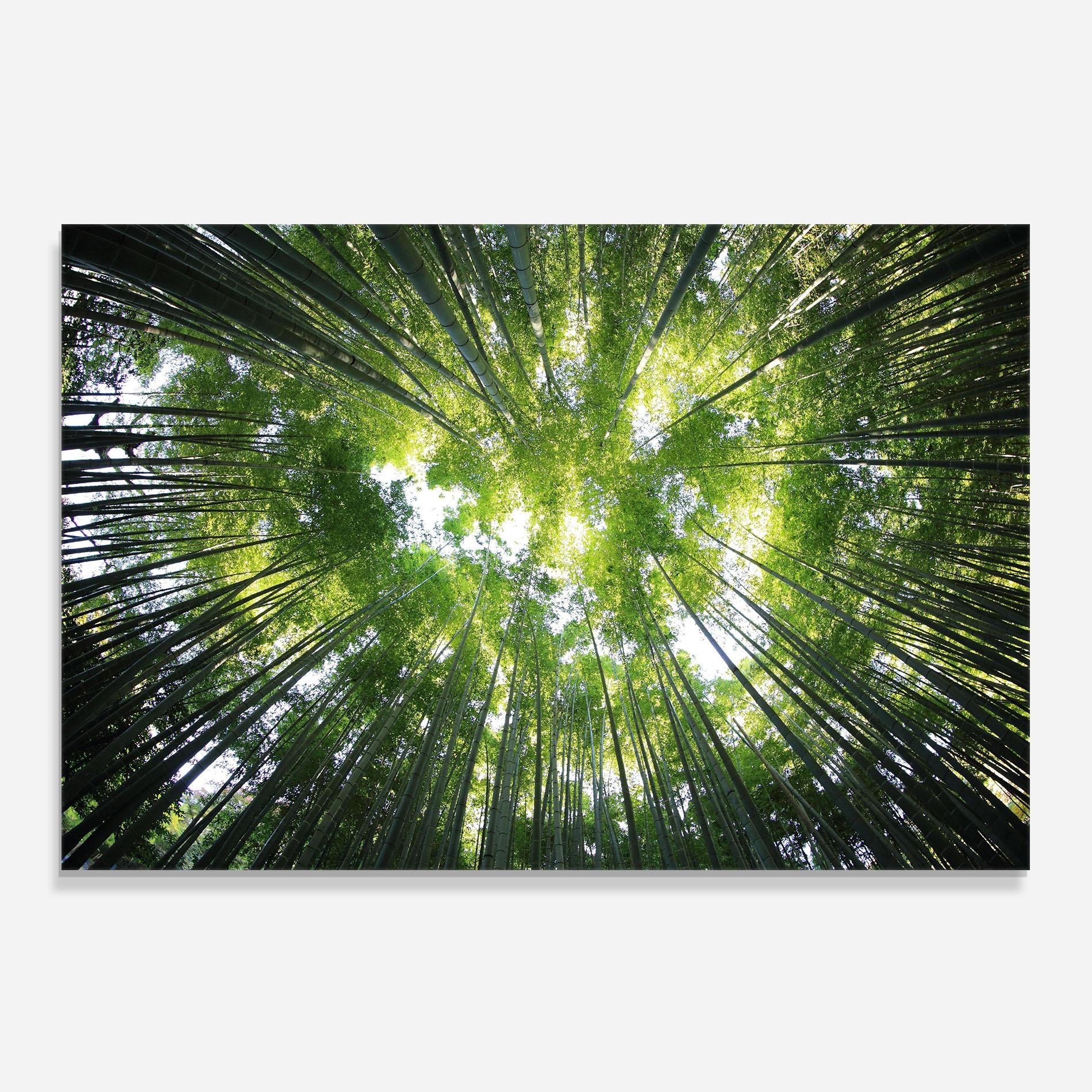 Panou Sticla Bucatarie Big Trees Morning mockup 0