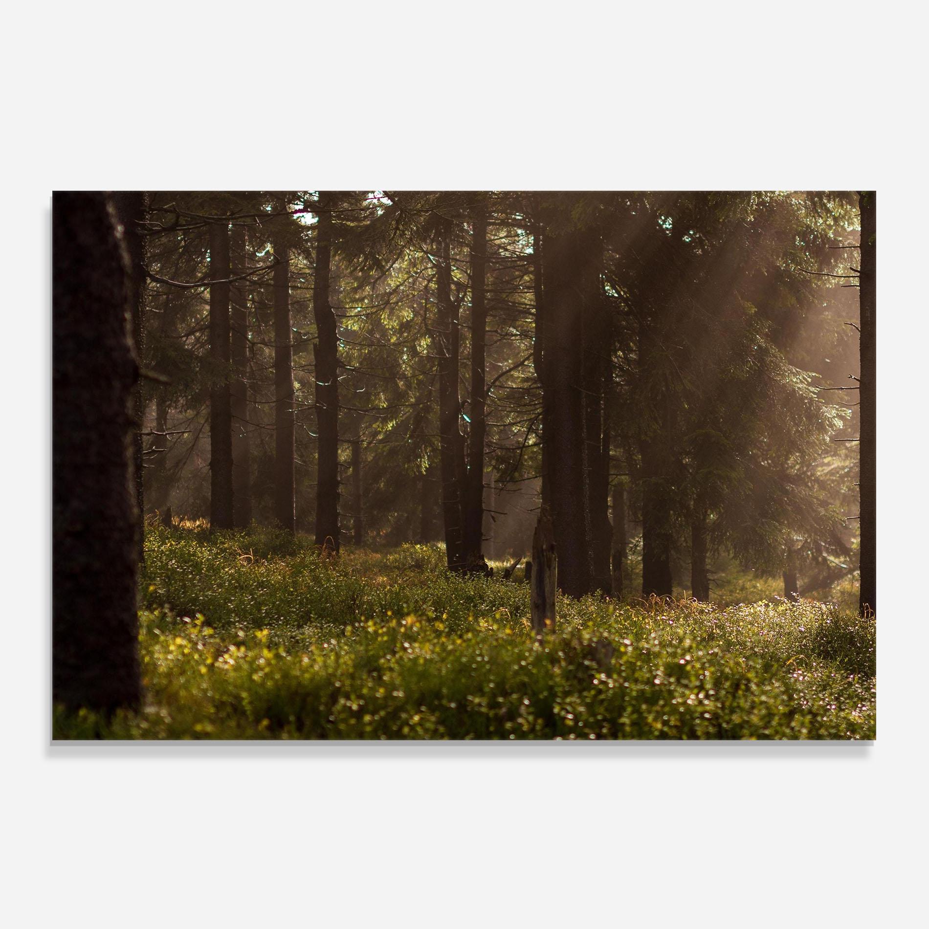 Panou Sticla Bucatarie Daylight Forest mockup 0