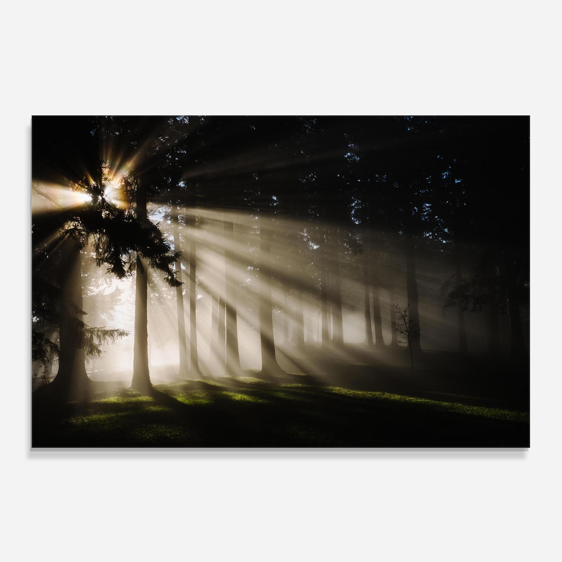 Panou Sticla Bucatarie Forest Foggy Daylight mockup 0