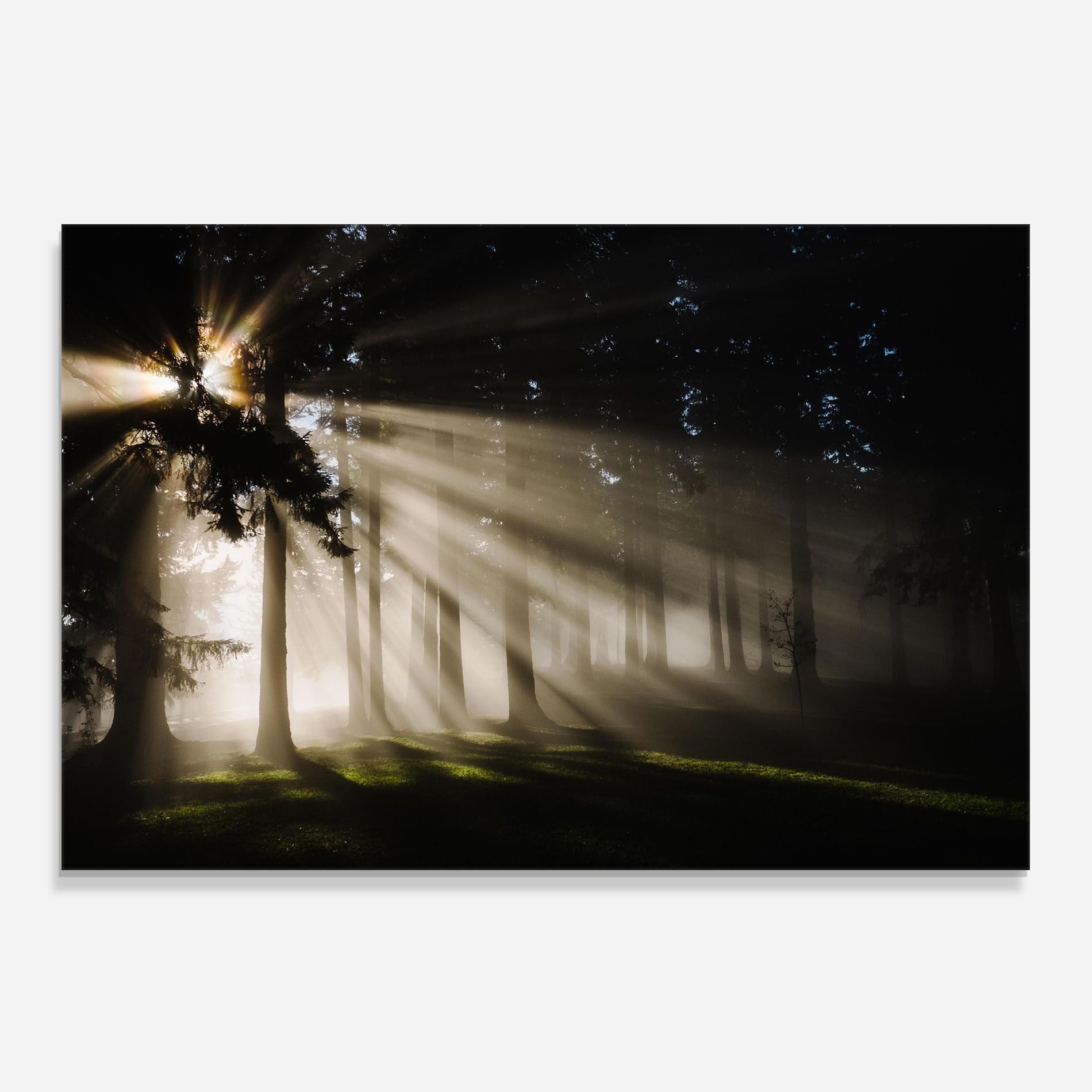 Forest Foggy Daylight mockup 0