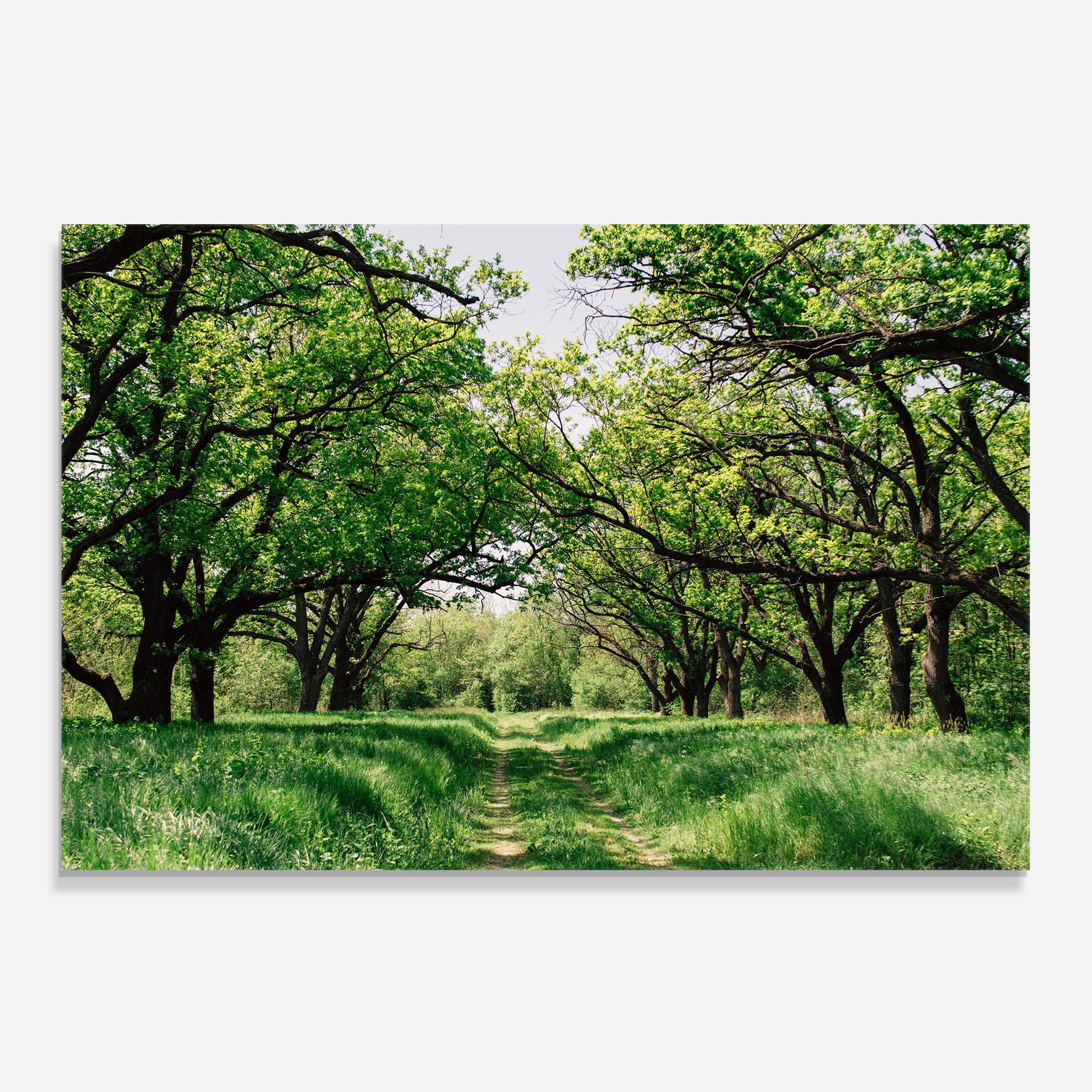 Panou Sticla Bucatarie Forest Green Path mockup 0