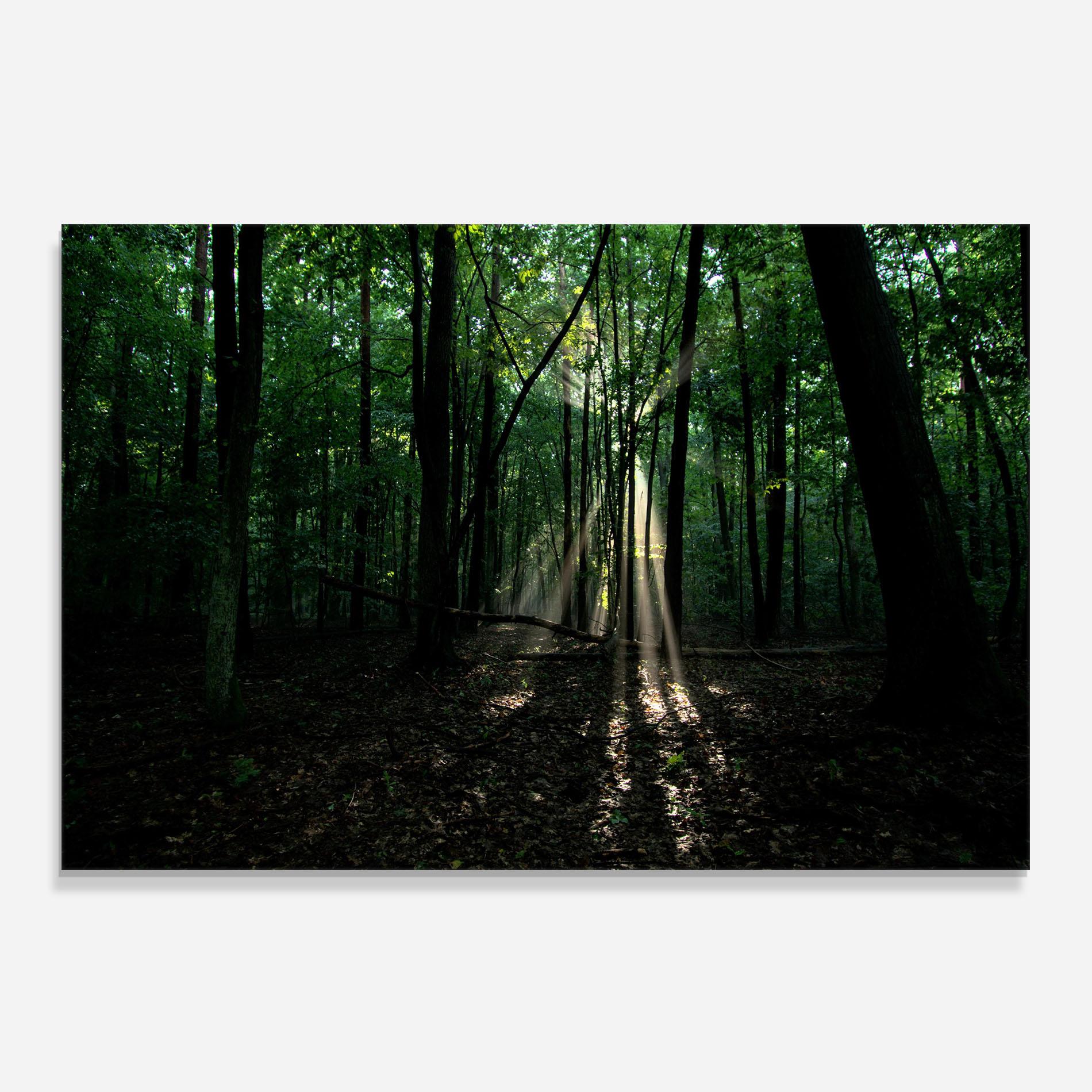 Panou Sticla Bucatarie Forest Sun Light mockup 0
