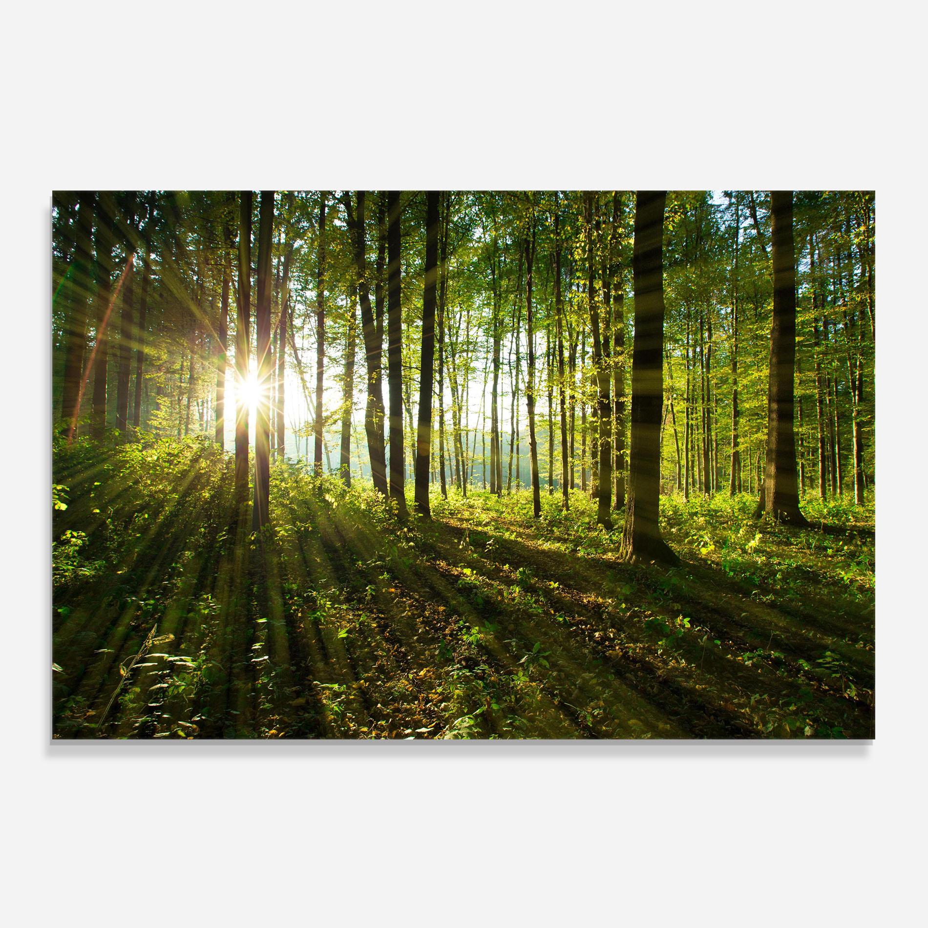 Panou Sticla Bucatarie Green Light Forest mockup 0