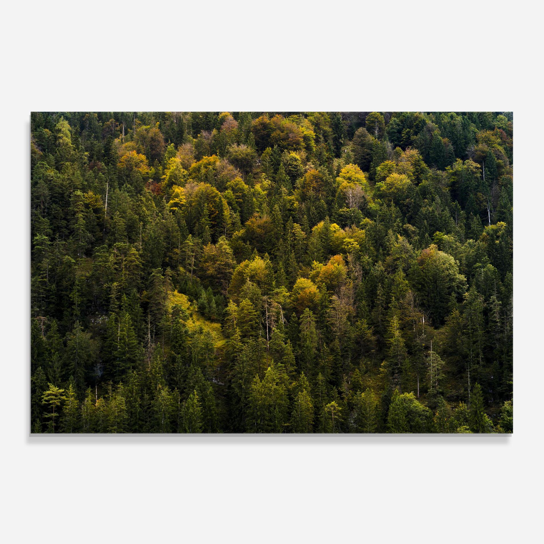 Panou Sticla Bucatarie Green Shade Tree mockup 0