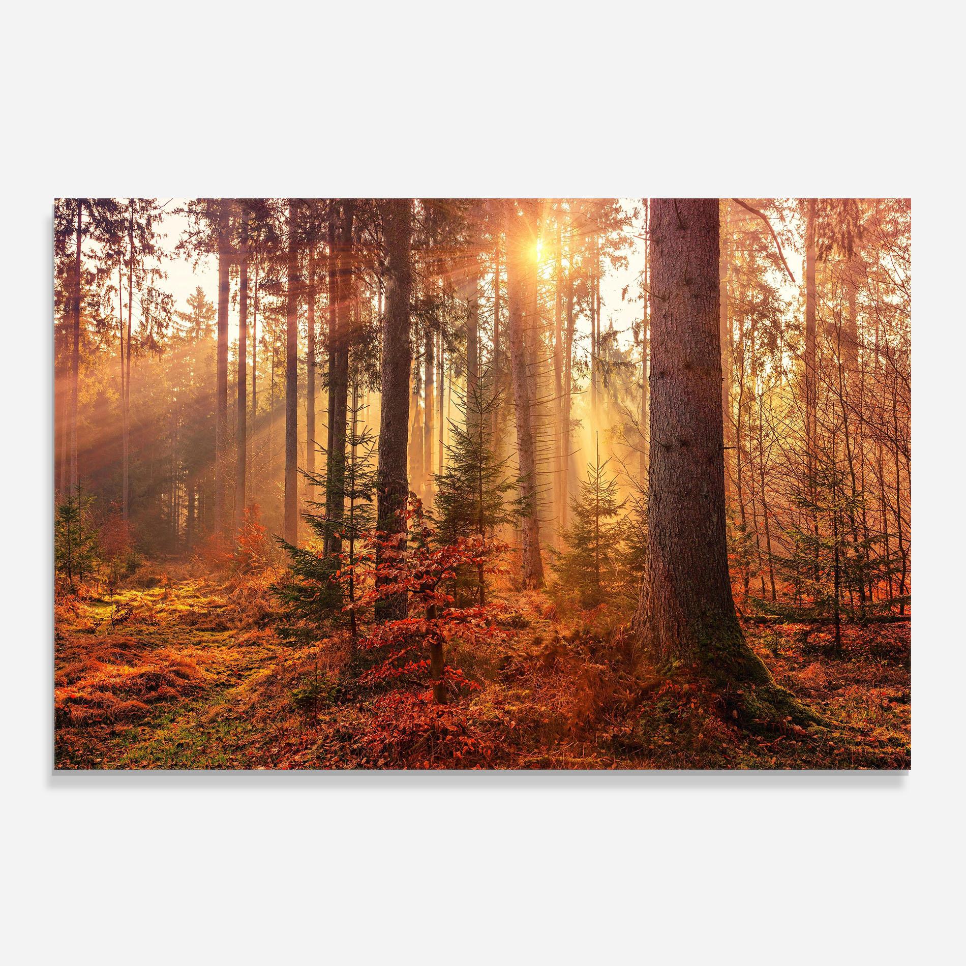Panou Sticla Bucatarie Orange Light Forest mockup 0