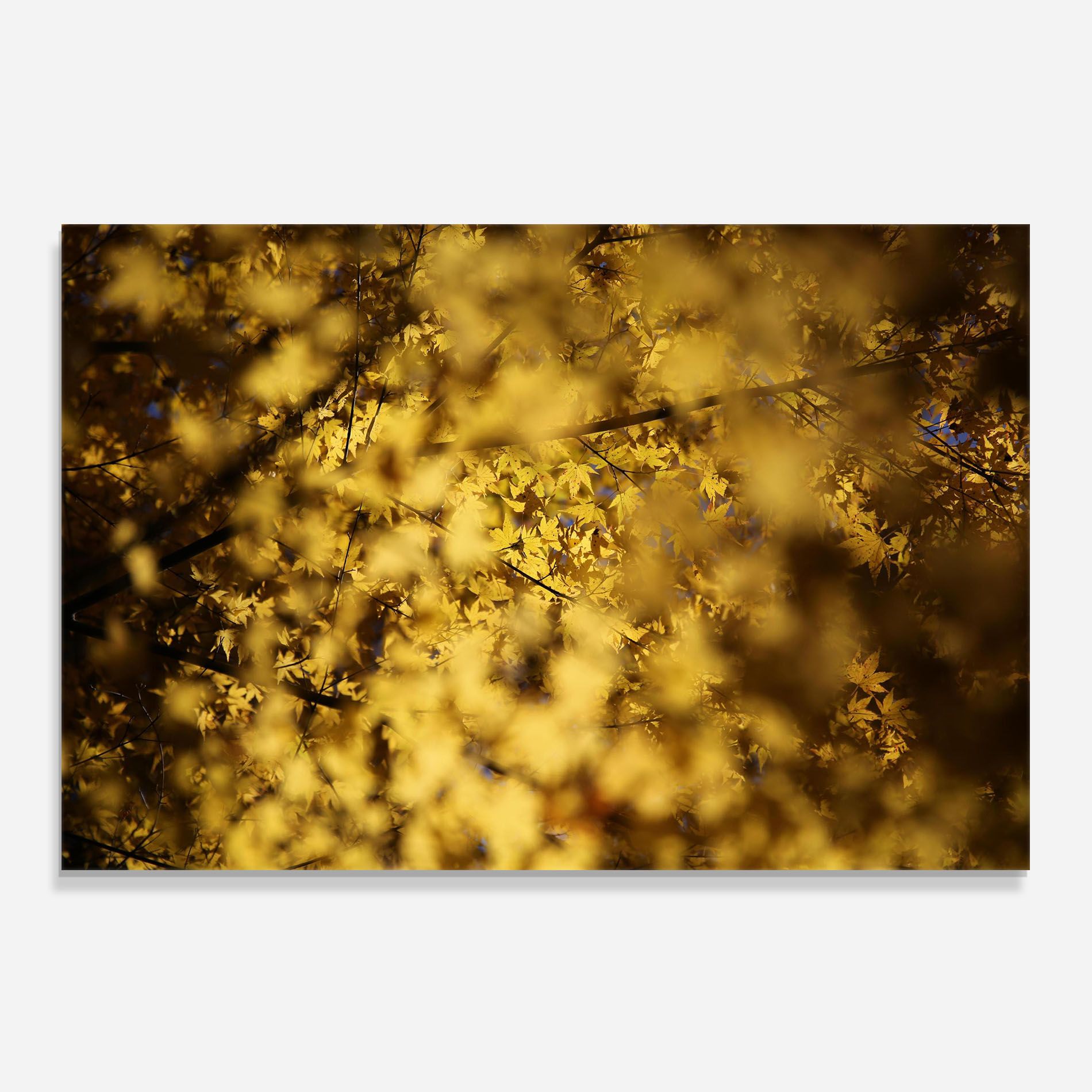 Yellow Leaf Forest mockup 0