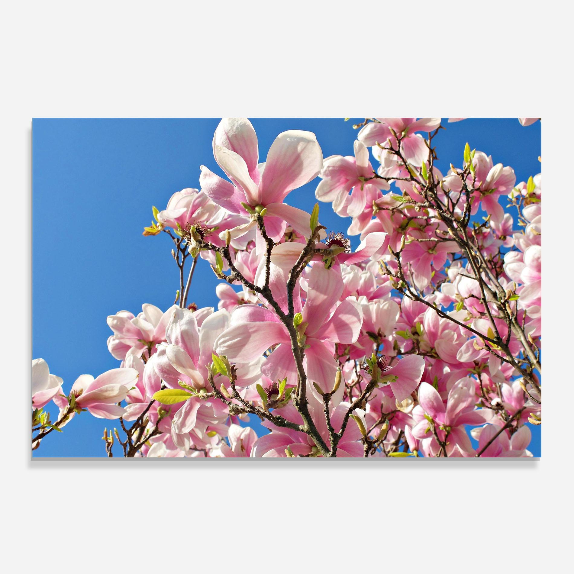 Panou Sticla Bucatarie Beautiful Pink Chinese Tree mockup 0