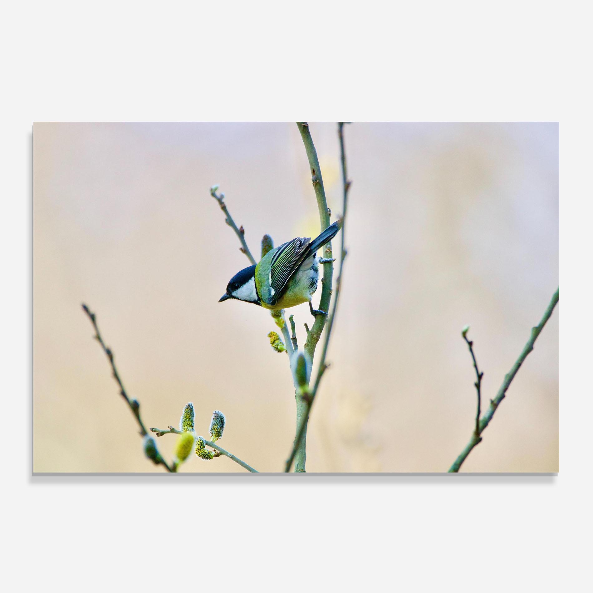 Panou Sticla Bucatarie Beautiful Spring Bird mockup 0