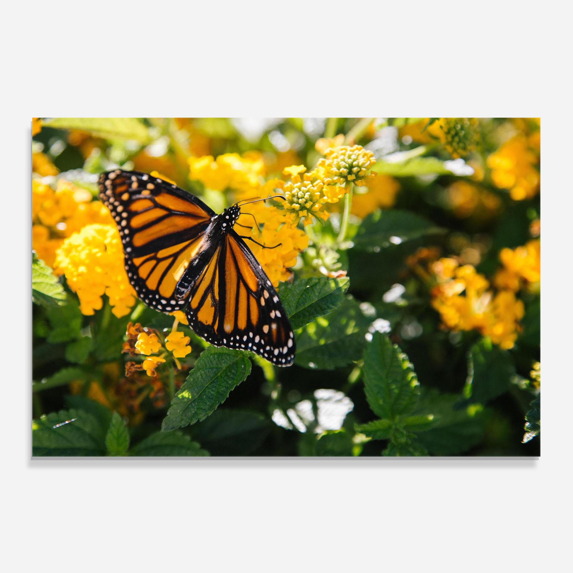 Panou Sticla Bucatarie Orange Spring Butterfly mockup 0