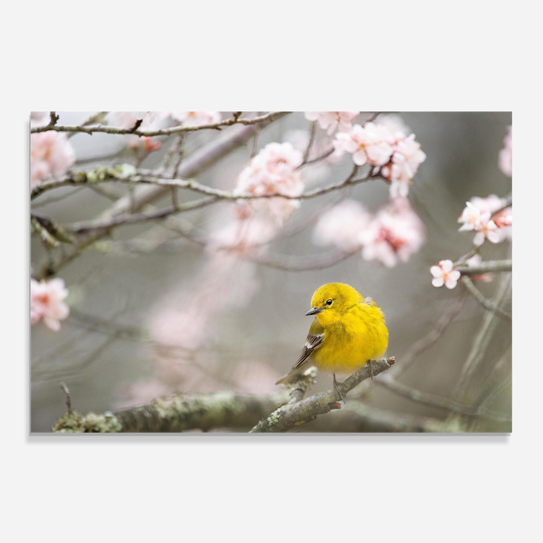 Panou Sticla Bucatarie Pretty Spring Yellow Bird mockup 0