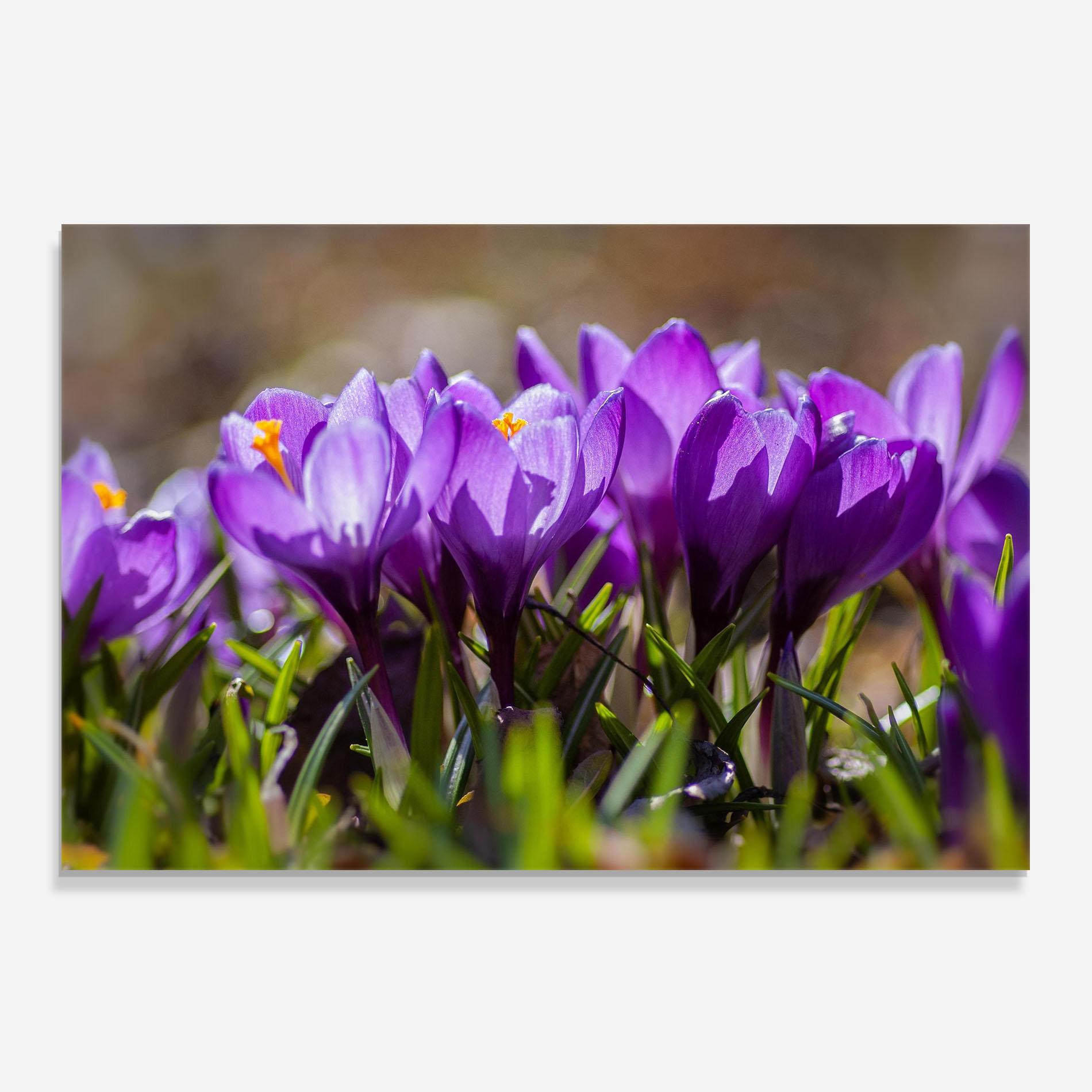 Panou Sticla Bucatarie Purple Spring Flower mockup 0