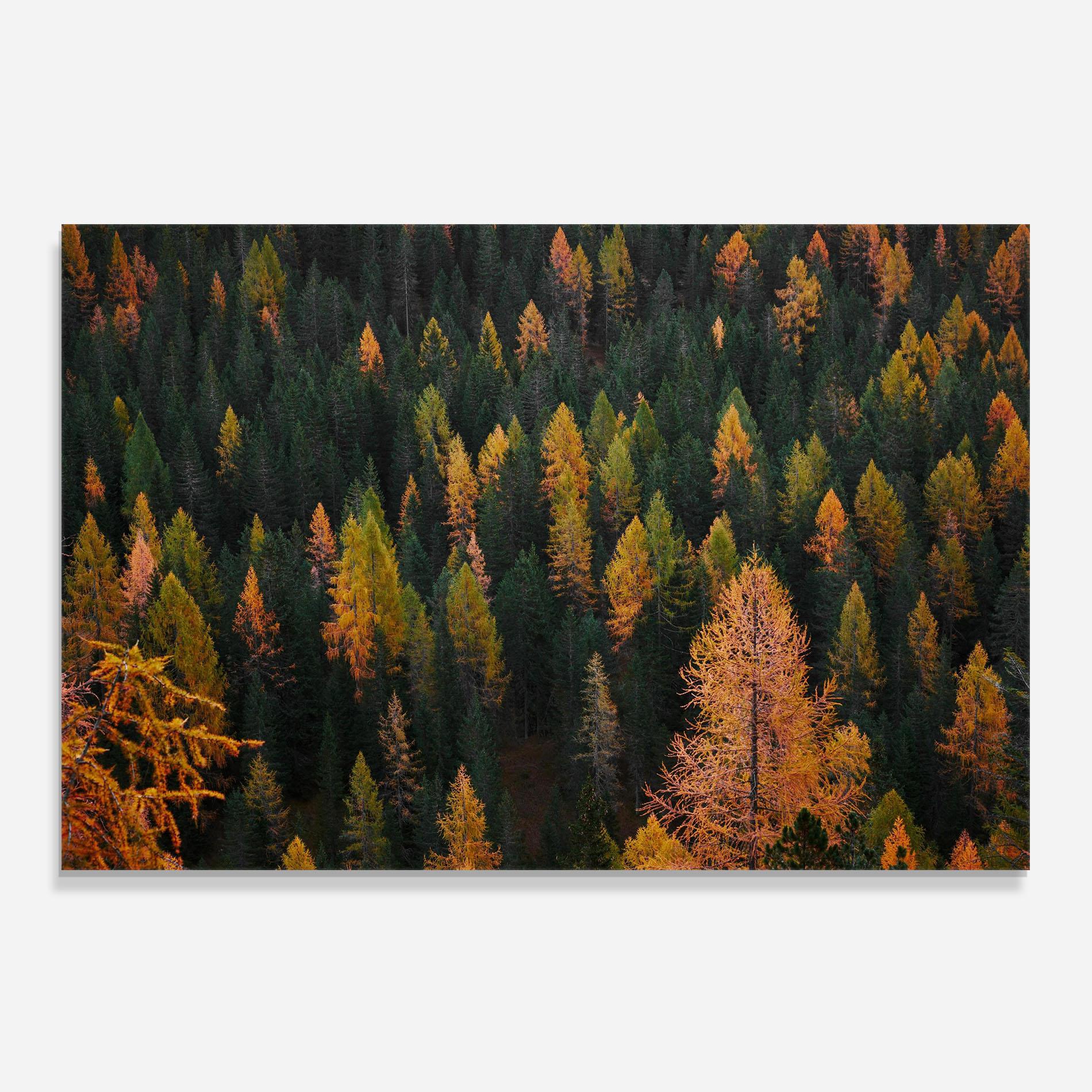 Panou Sticla Bucatarie Orange Trees mockup 0