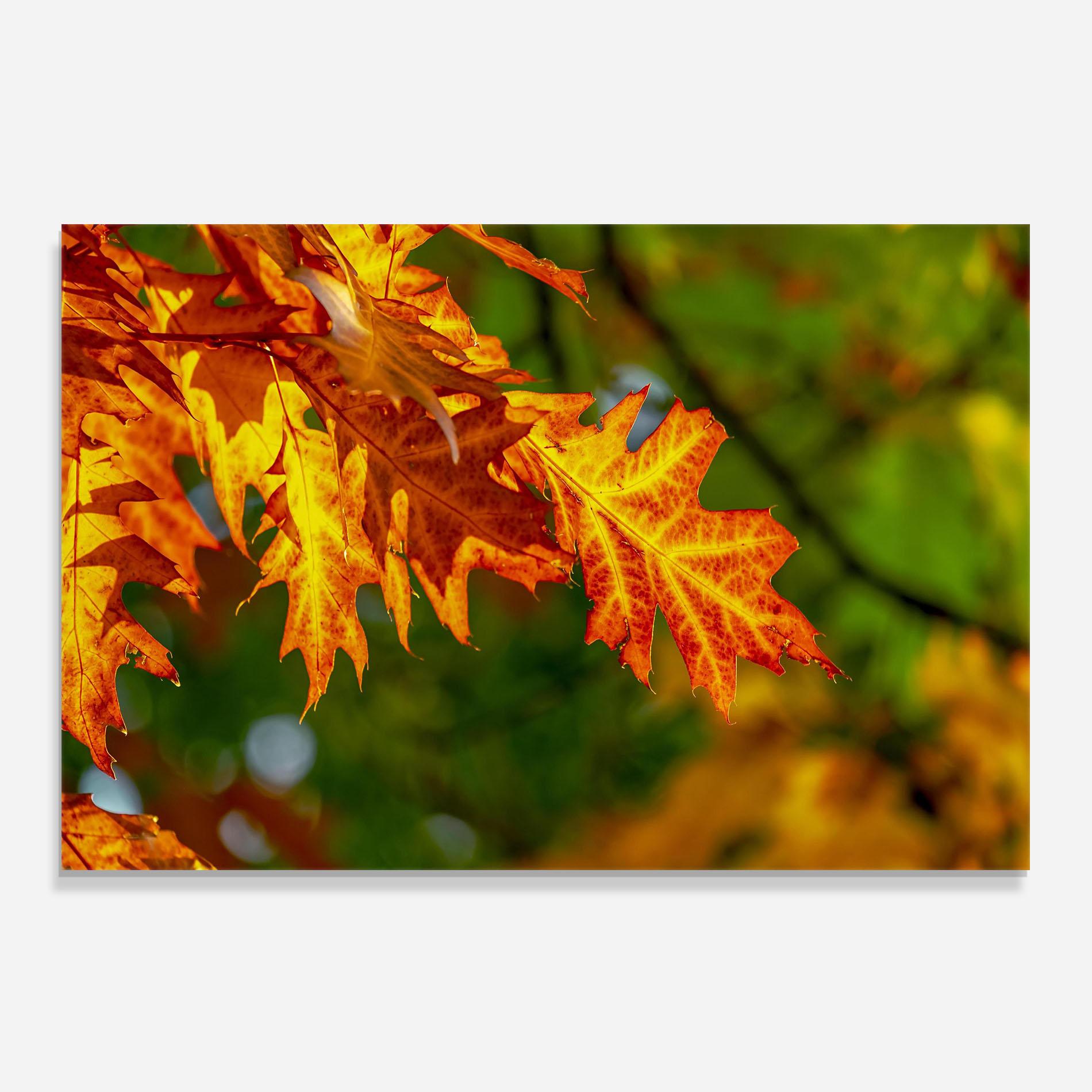Panou Sticla Bucatarie Orange Yellow Leaves mockup 0