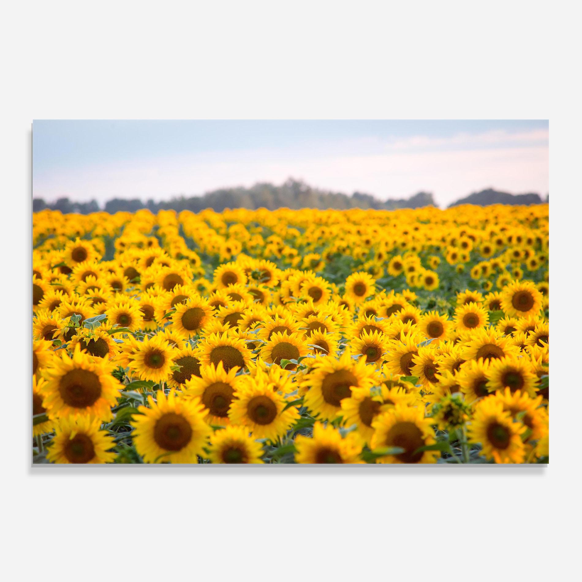 Panou Sticla Bucatarie Blooming Sunflowers mockup 0