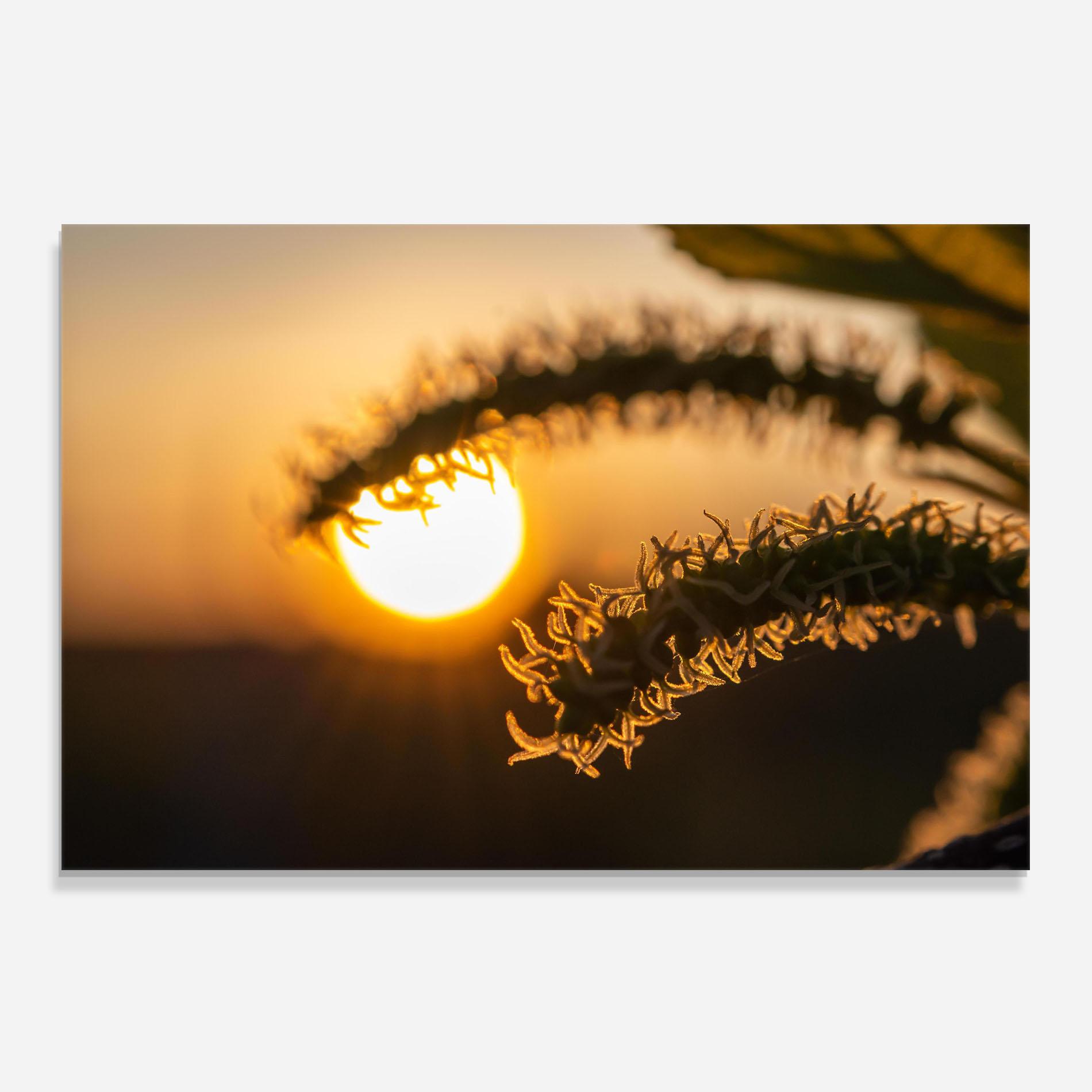 Panou Sticla Bucatarie Plant Shilouette mockup 0