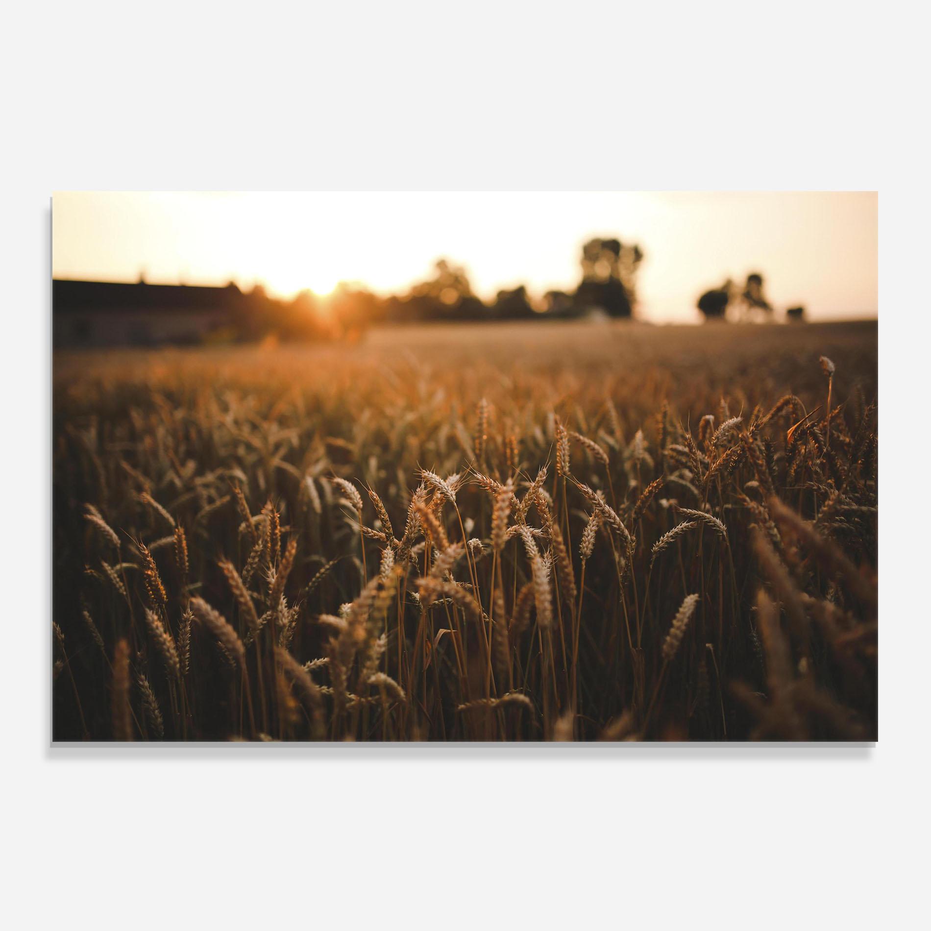 Panou Sticla Bucatarie Summer Field mockup 0