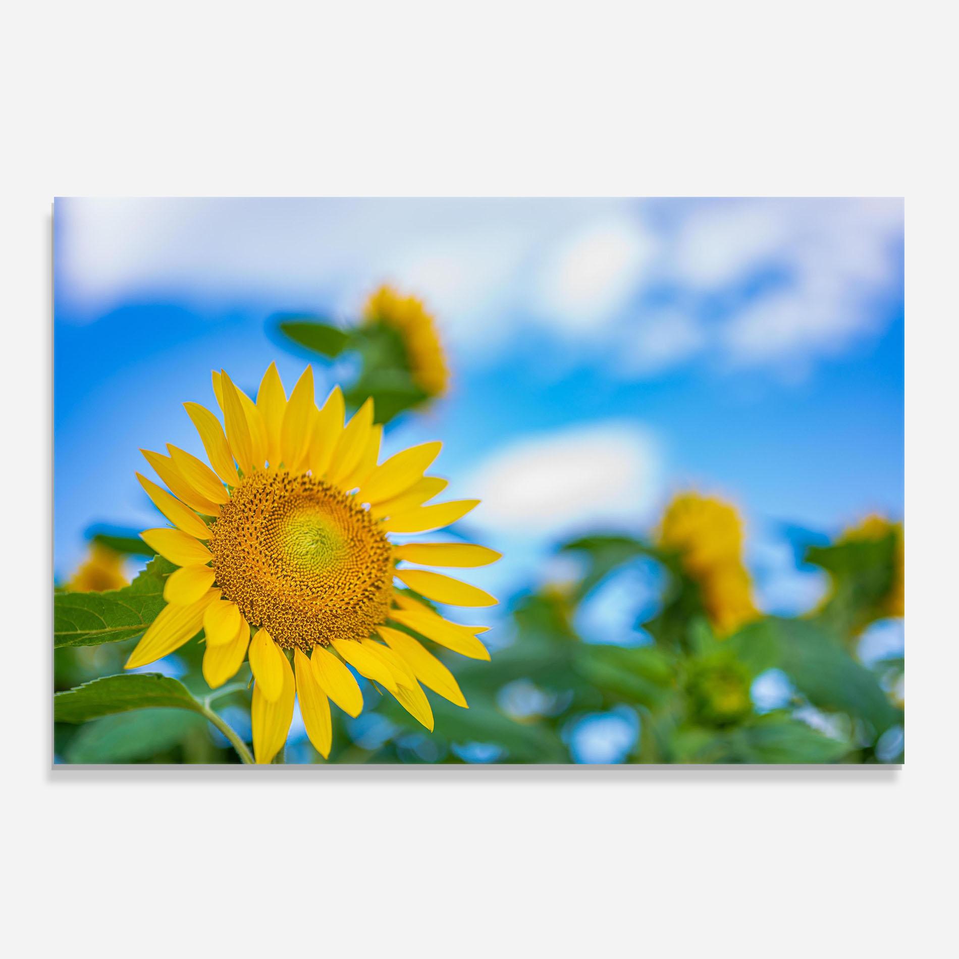 Panou Sticla Bucatarie Sunflower Sky mockup 0