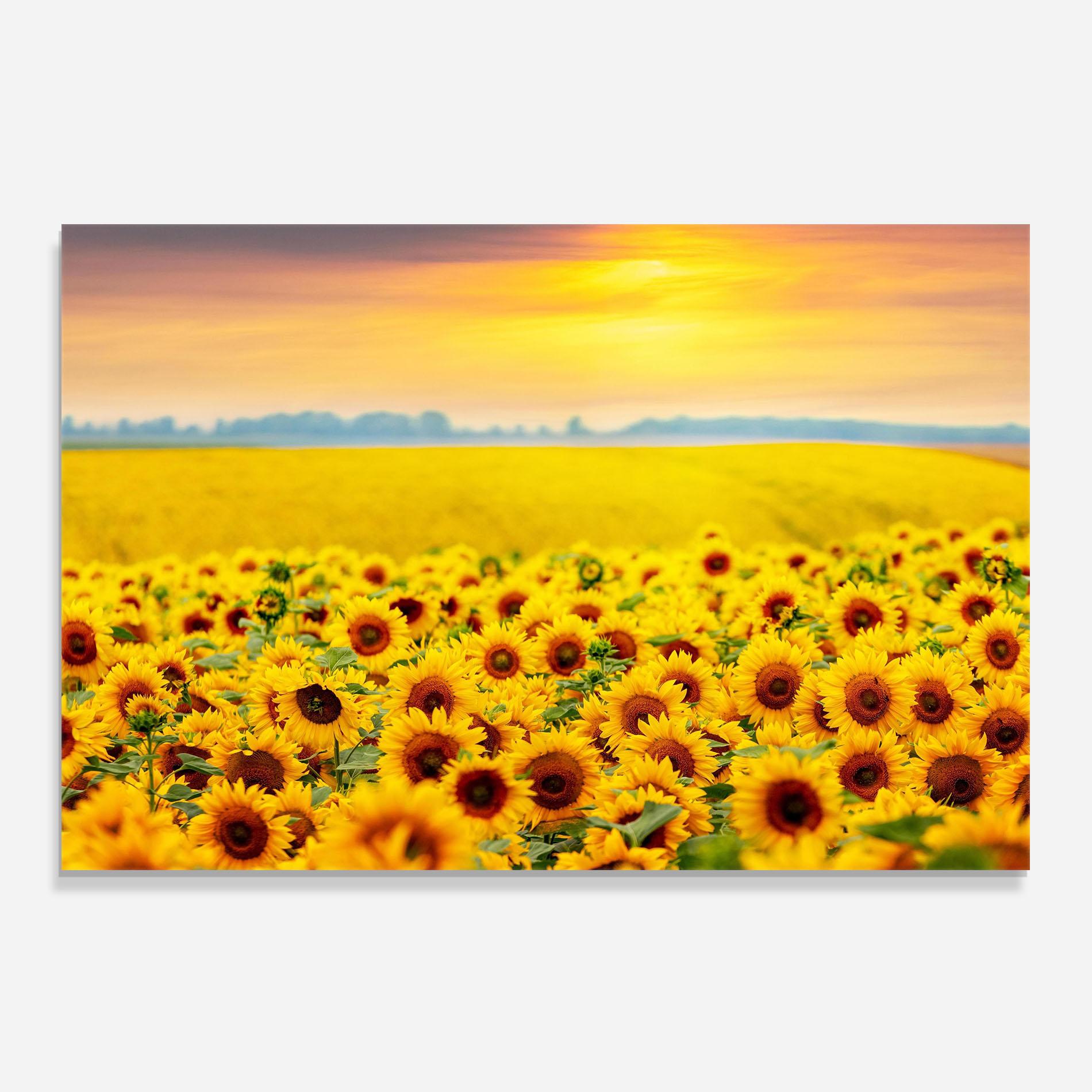 Panou Sticla Bucatarie Yellow Sunflowers mockup 0