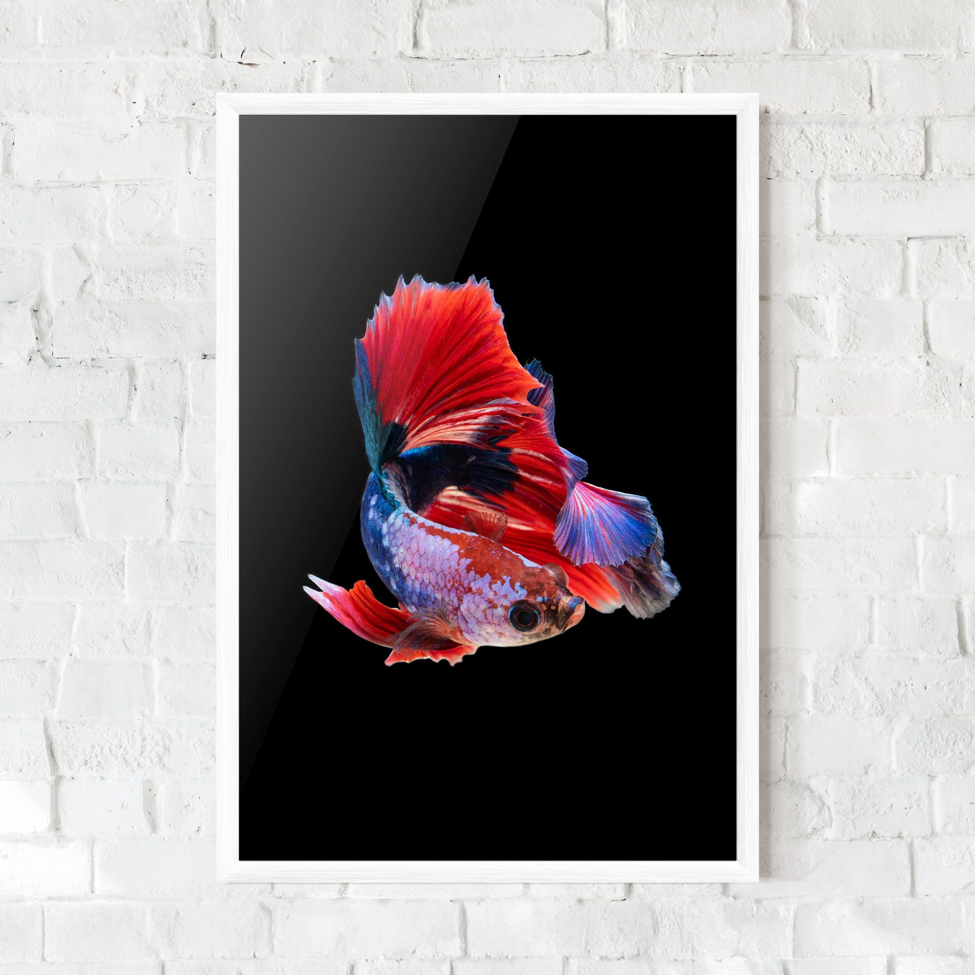 Red Black Betta mockup 0