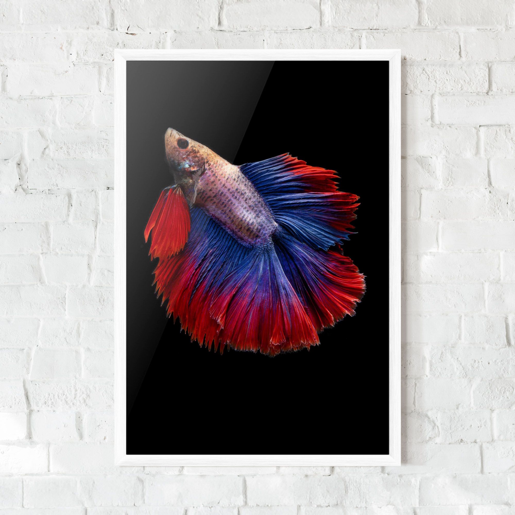 Red Blue Betta mockup 0