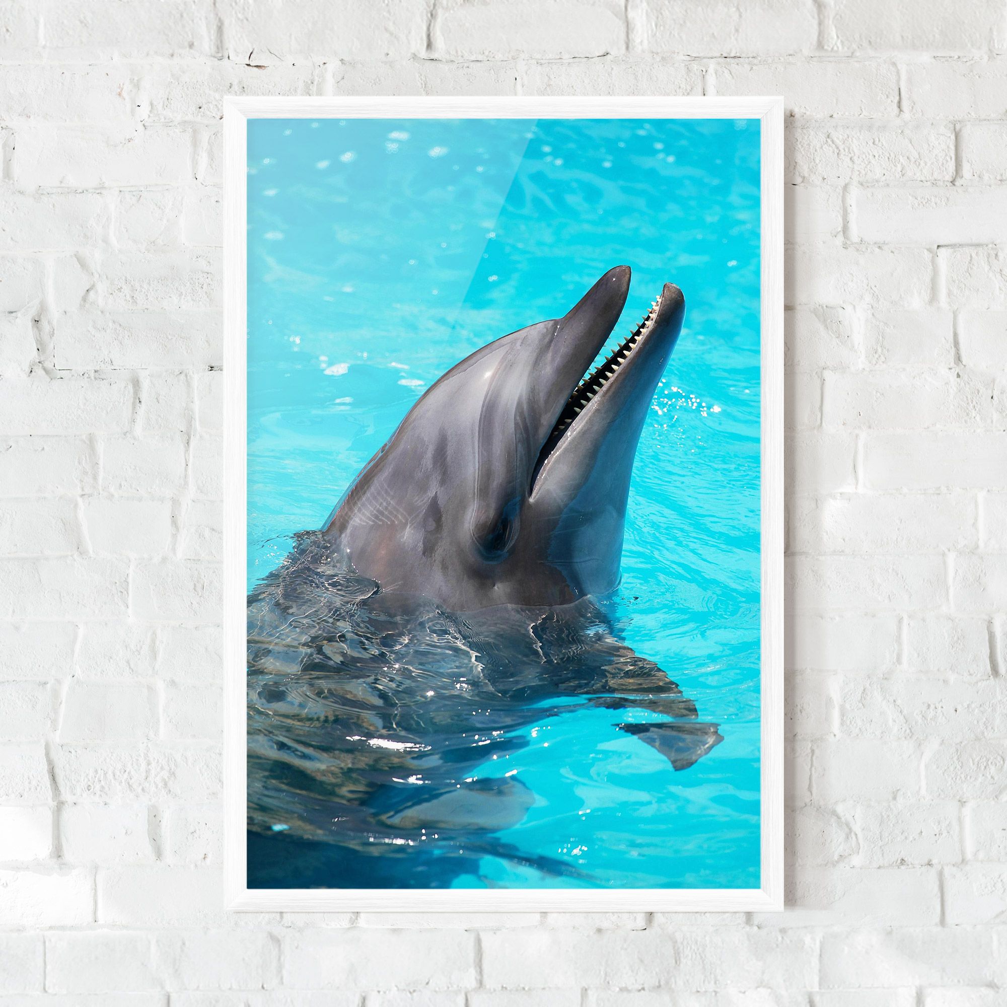 Trained Dolphin mockup 0