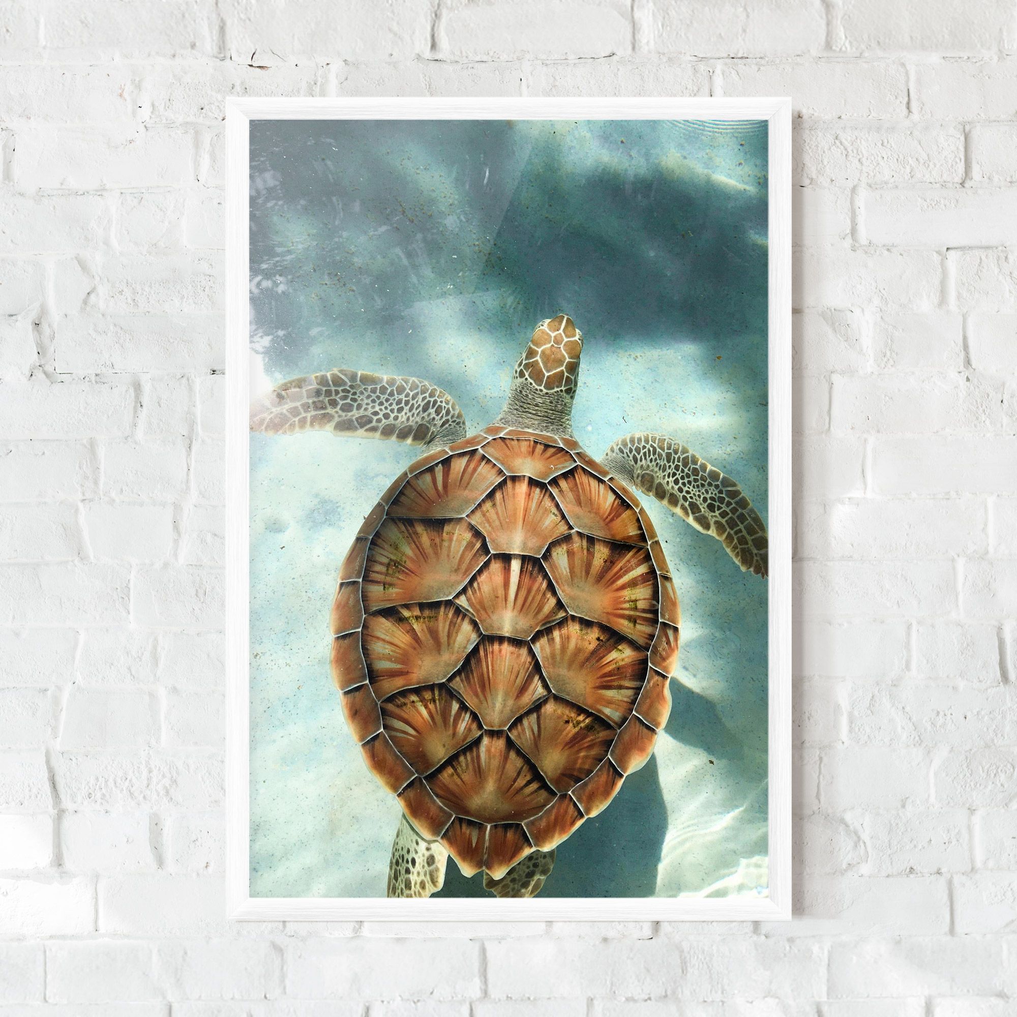 Water Tortoise mockup 0