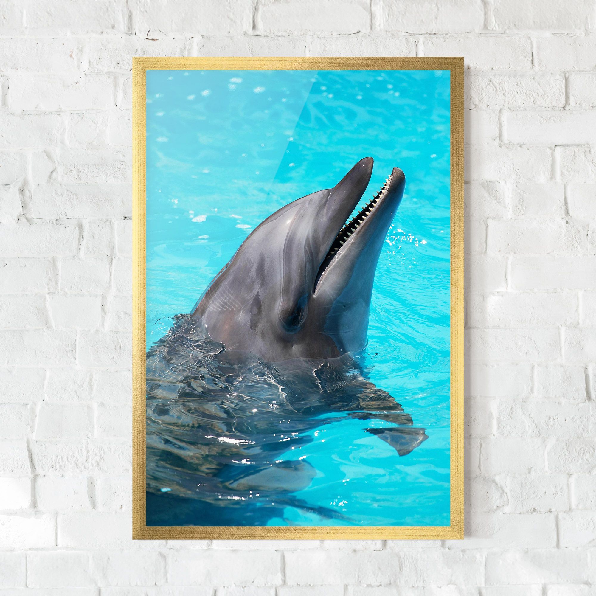 Trained Dolphin mockup 0