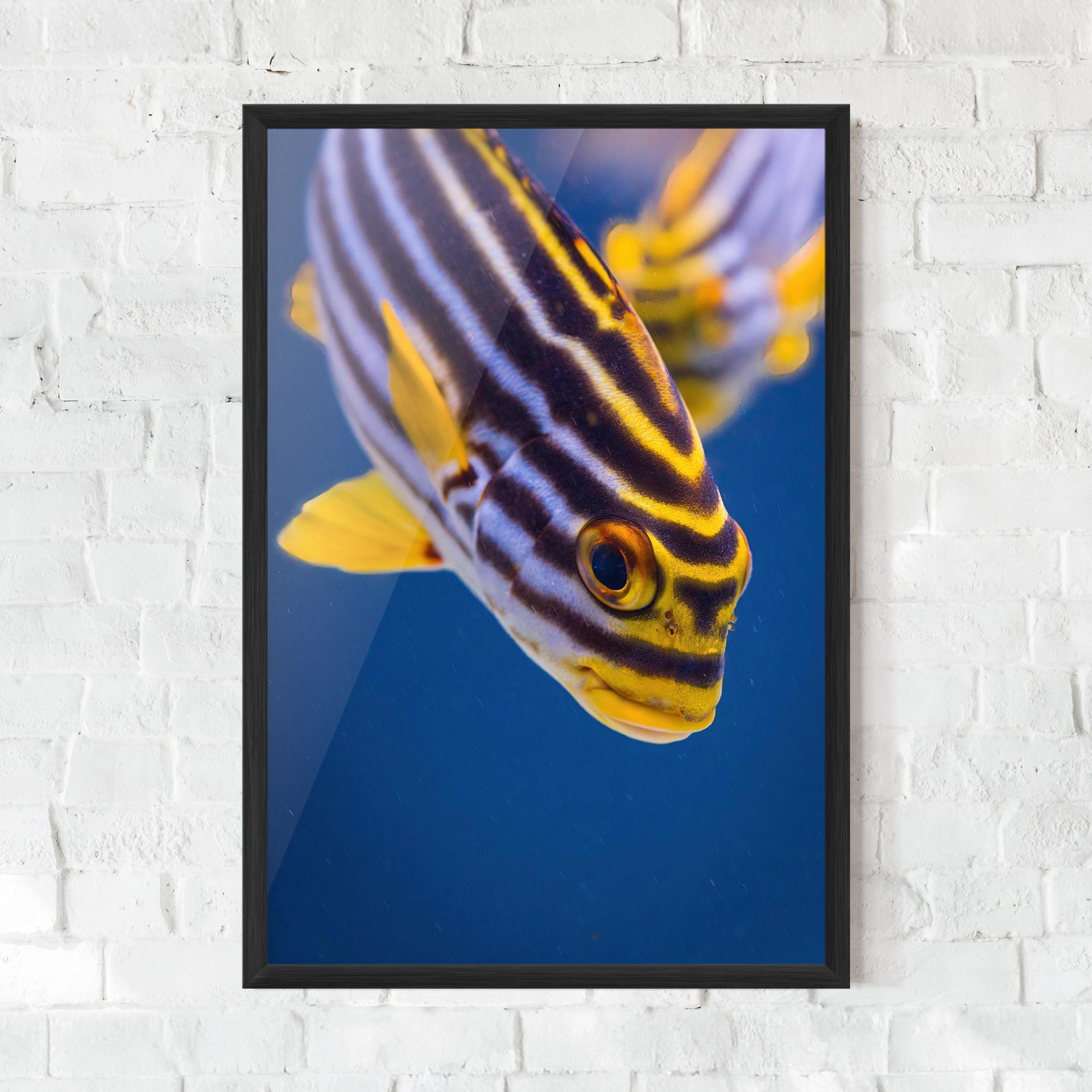 Poster Înrămat Purple Yellow Fish mockup 0