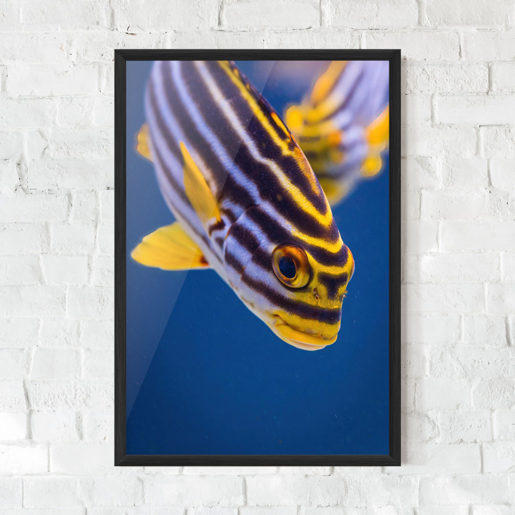 Purple Yellow Fish mockup 0