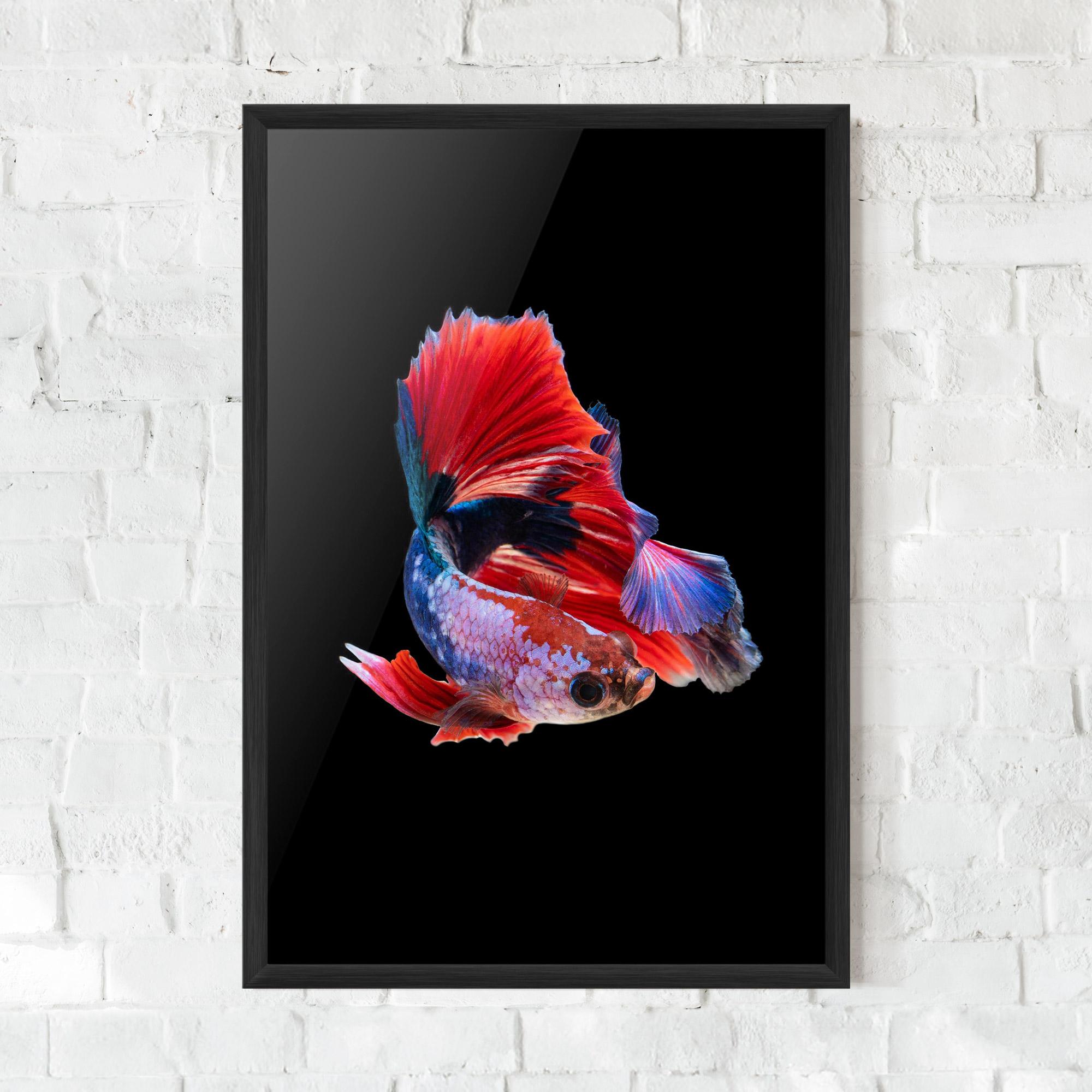 Poster Înrămat Red Black Betta mockup 0