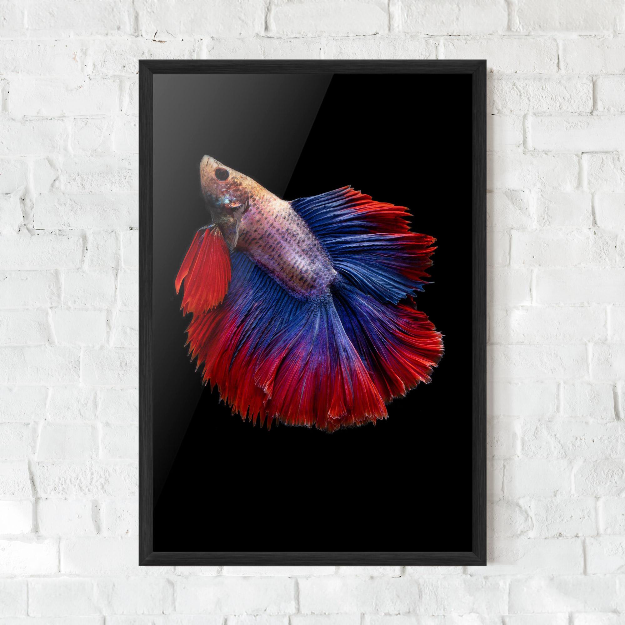 Poster Înrămat Red Blue Betta mockup 0