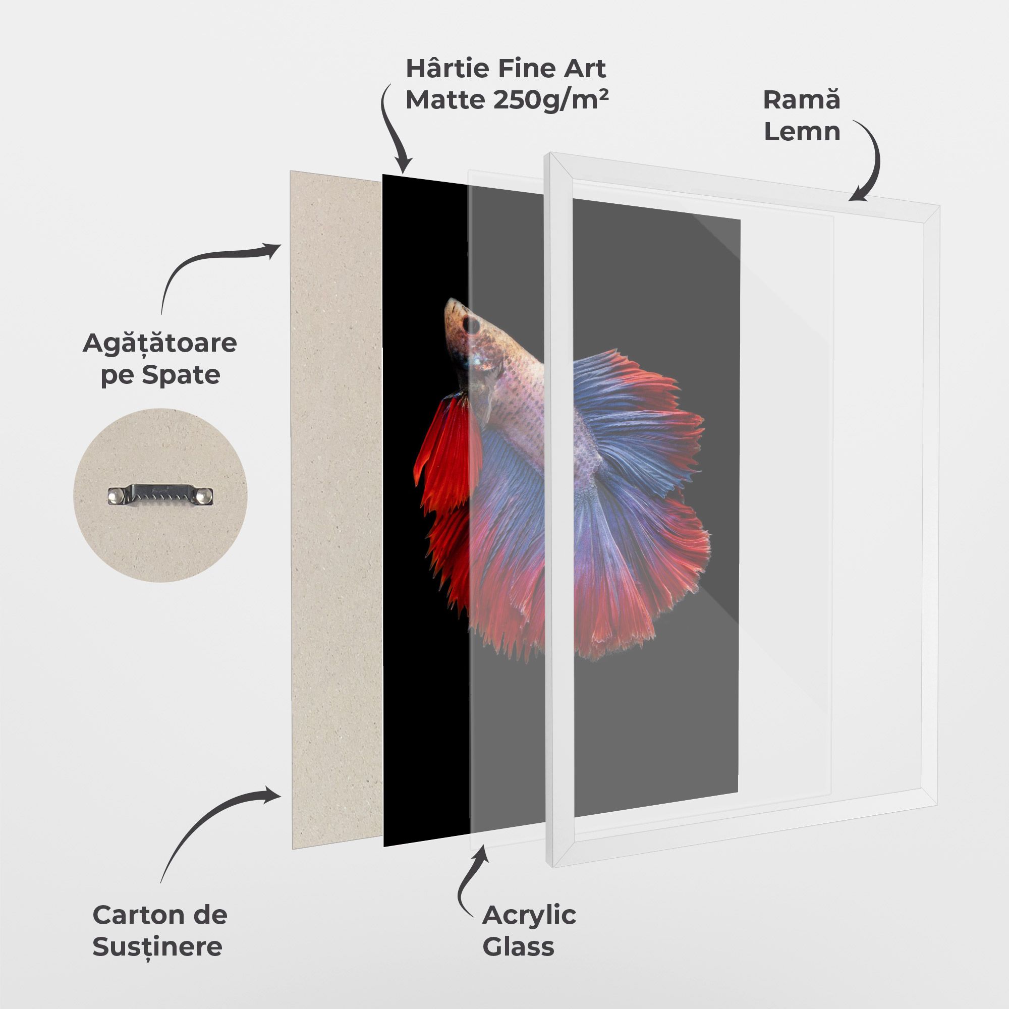 Red Blue Betta mockup 1
