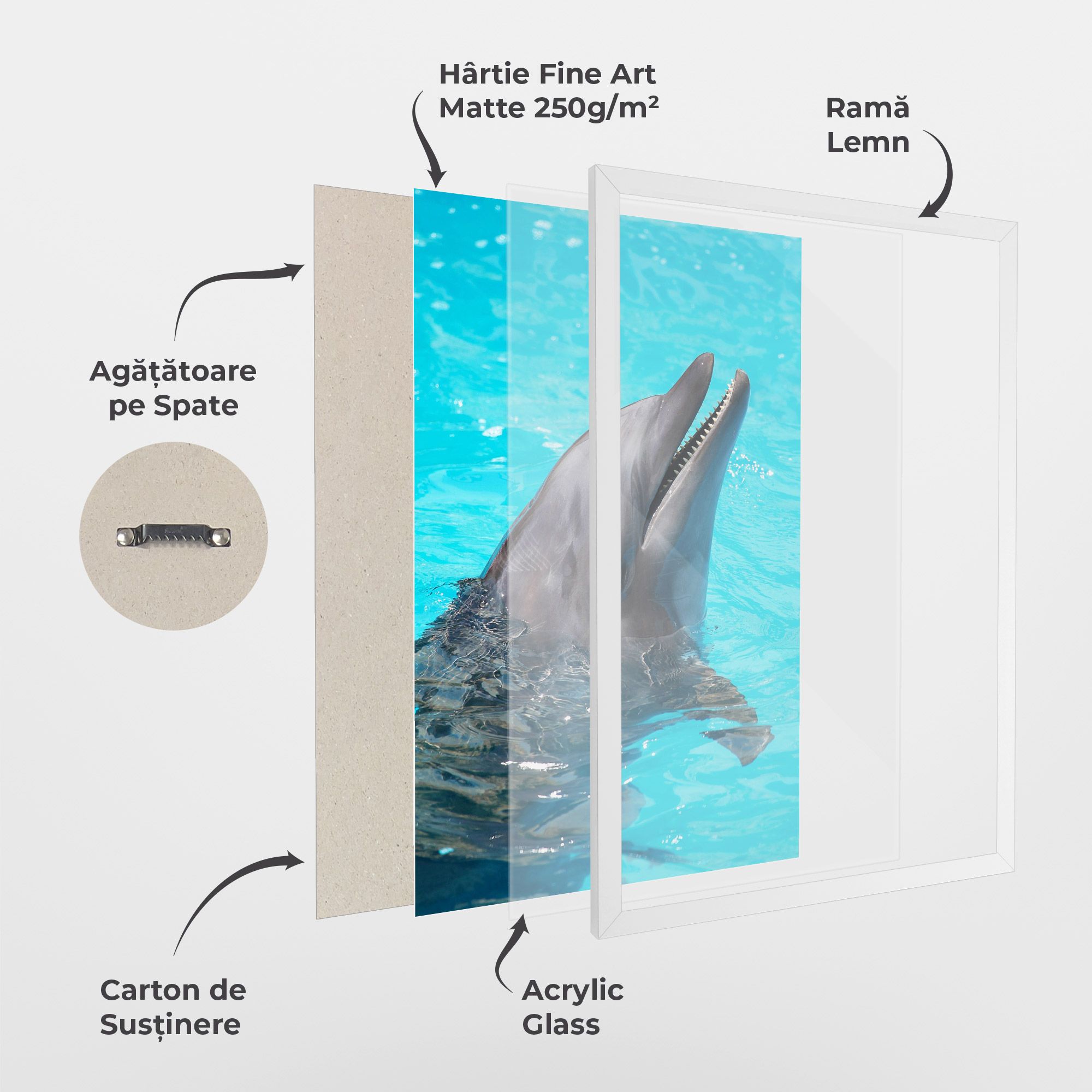 Trained Dolphin mockup 1