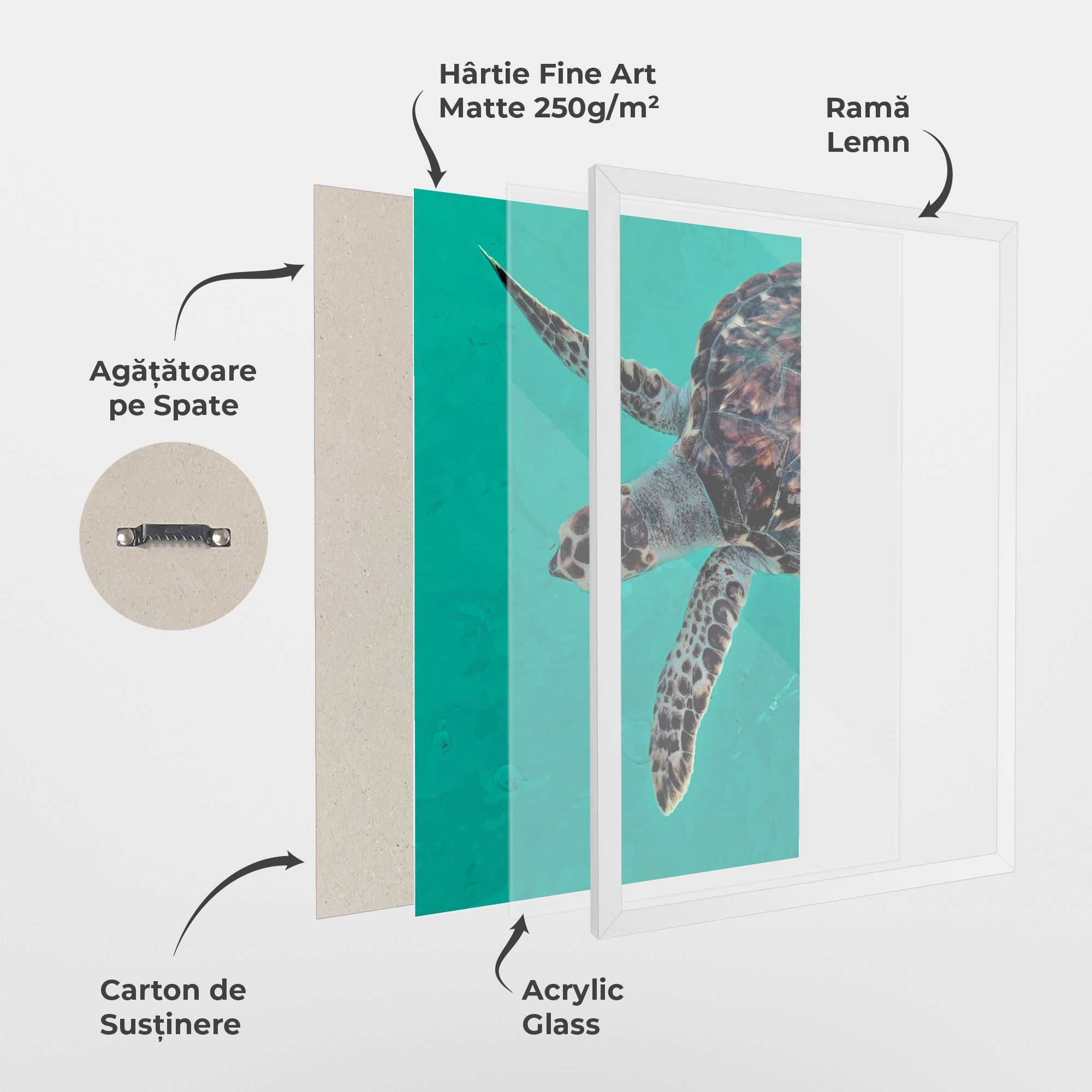 Turtle Sweeming mockup 1