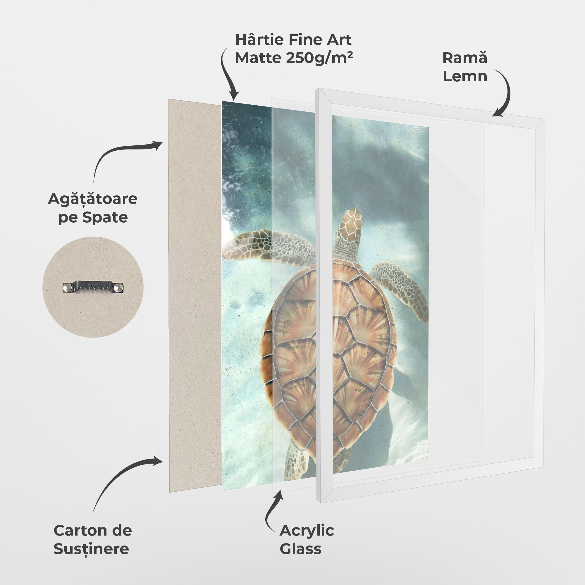Water Tortoise mockup 1