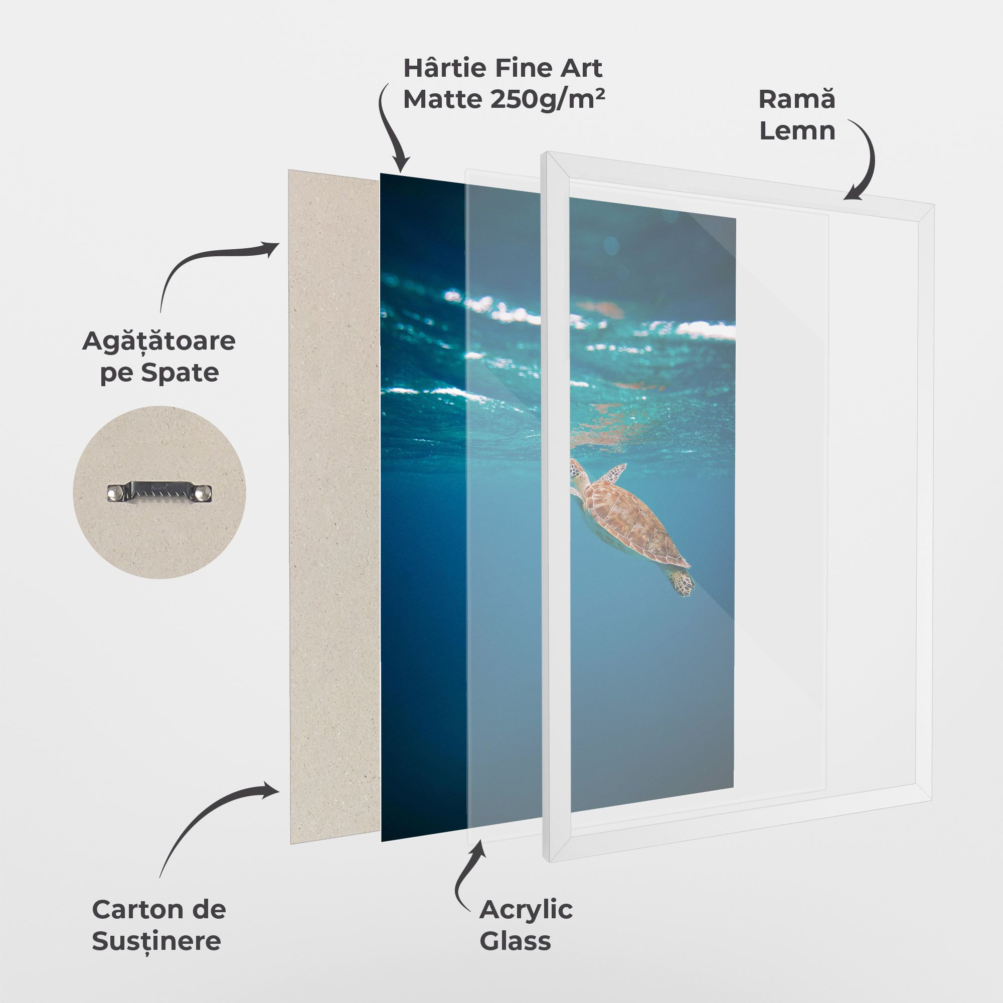 Water Turtle mockup 1