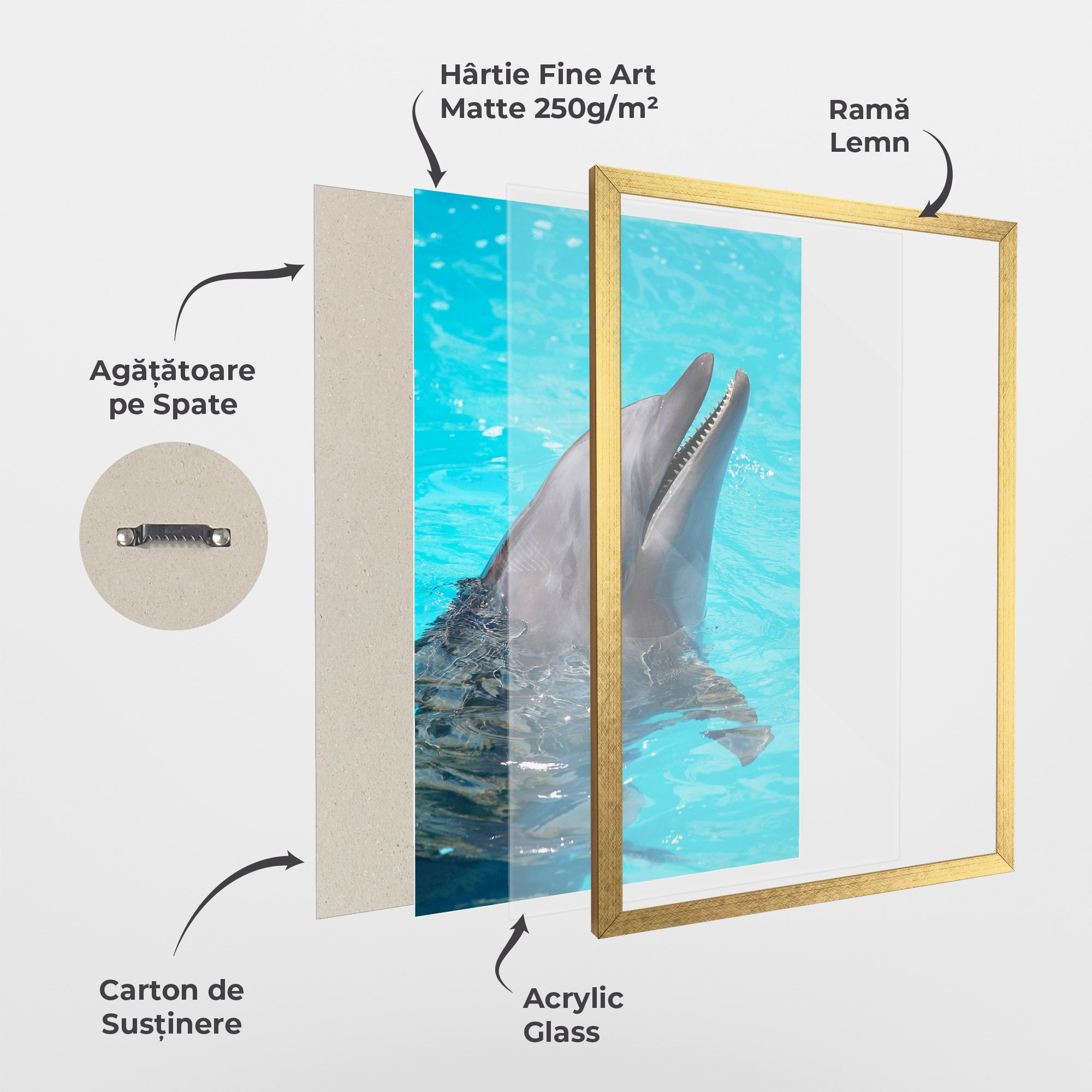 Trained Dolphin mockup 1