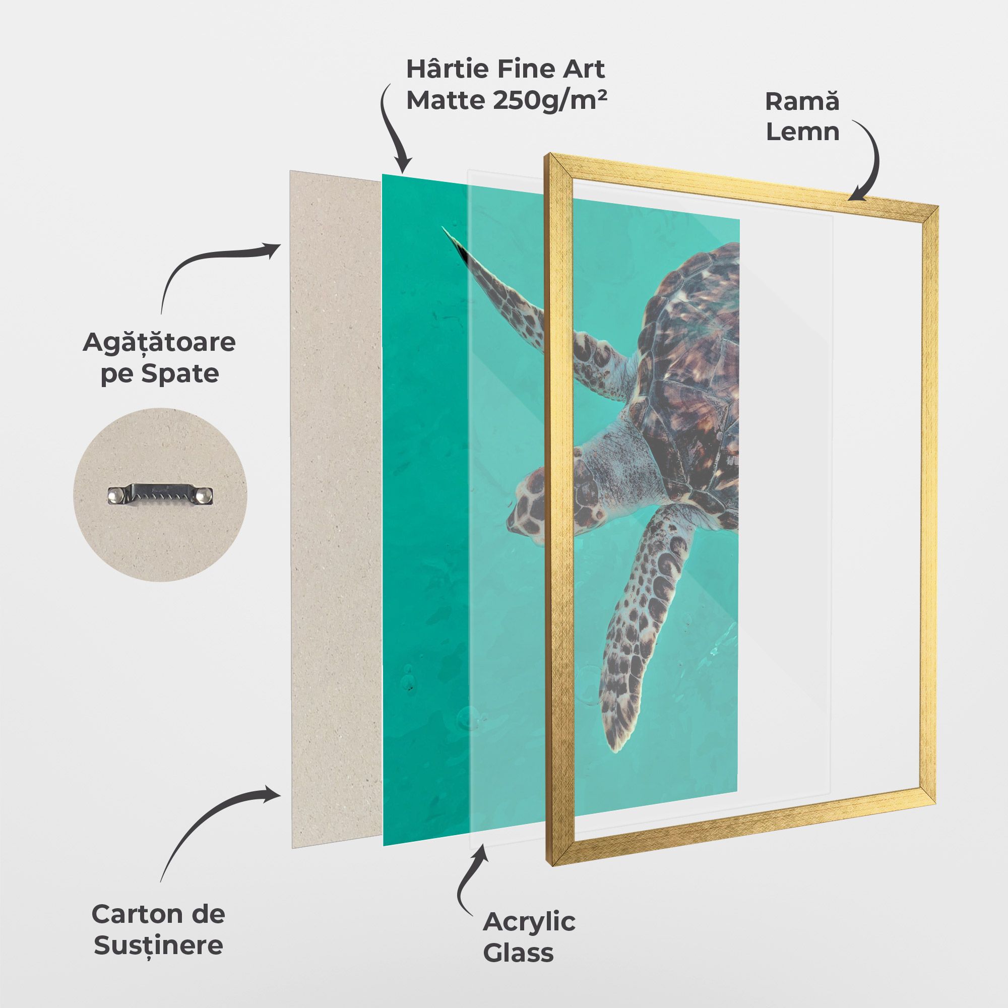 Turtle Sweeming mockup 1