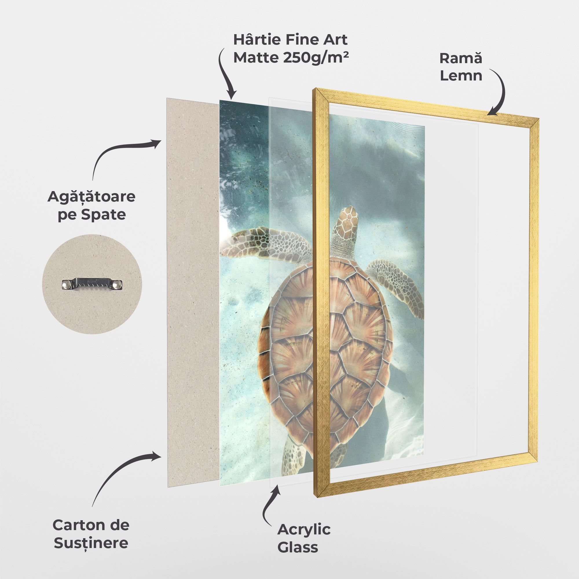 Water Tortoise mockup 1