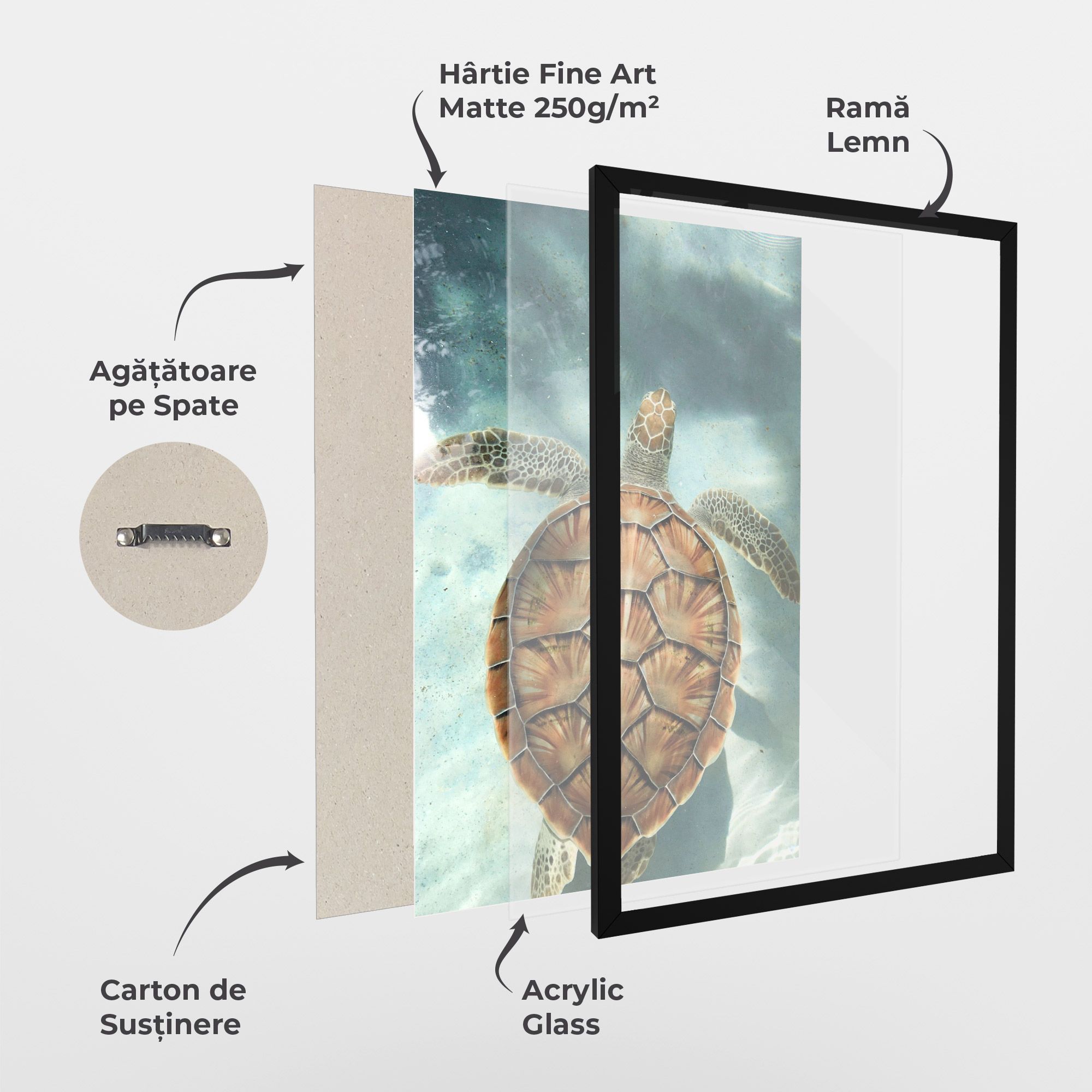 Water Tortoise mockup 1