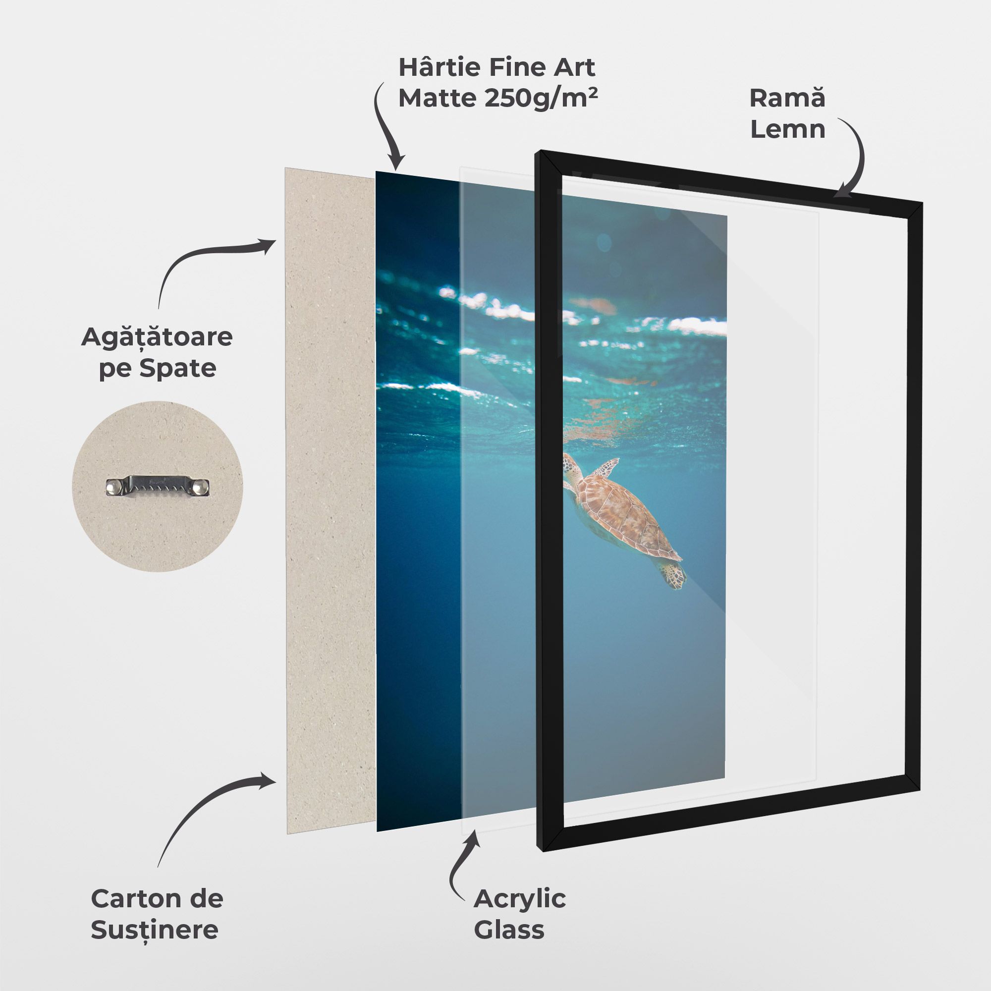 Water Turtle mockup 1