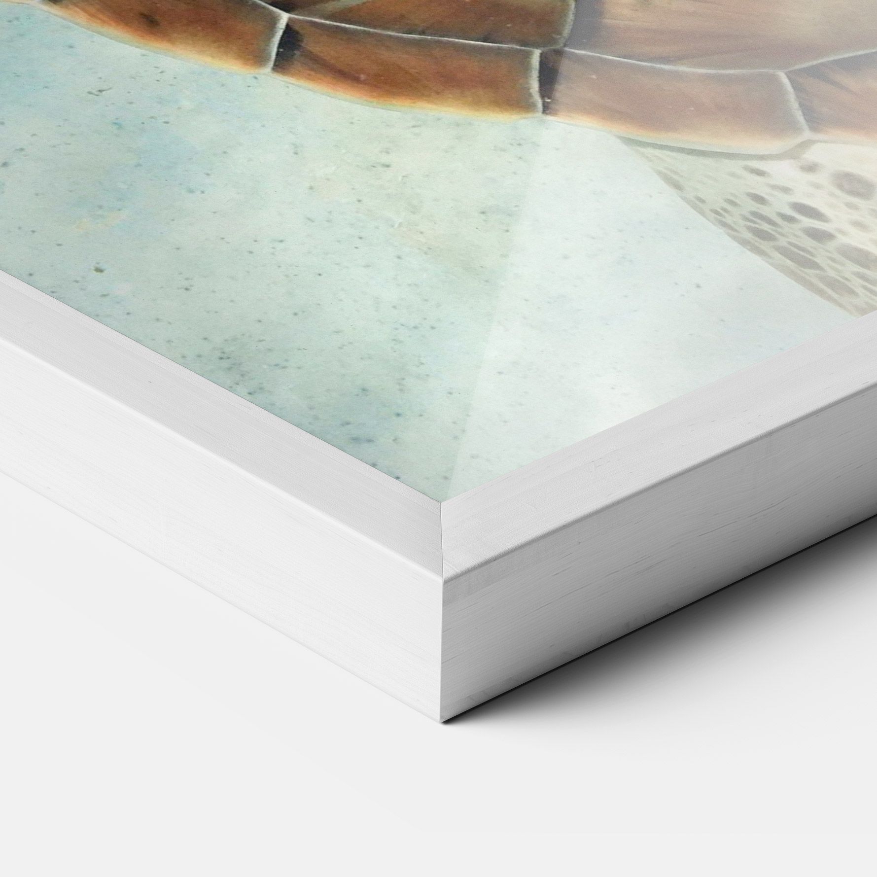 Water Tortoise mockup 3