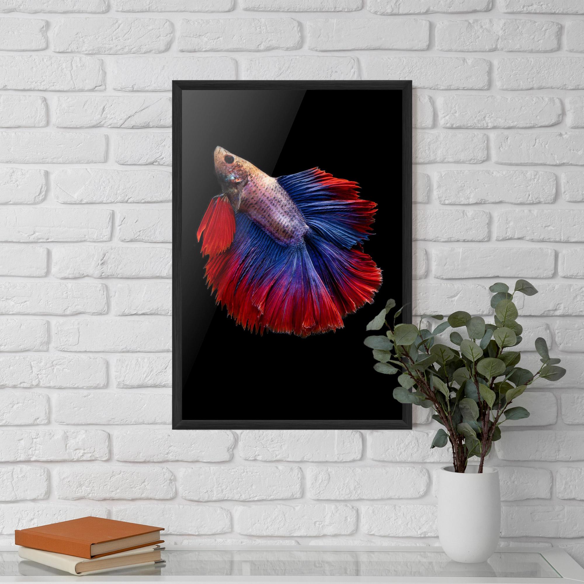 Poster Înrămat Red Blue Betta mockup 5