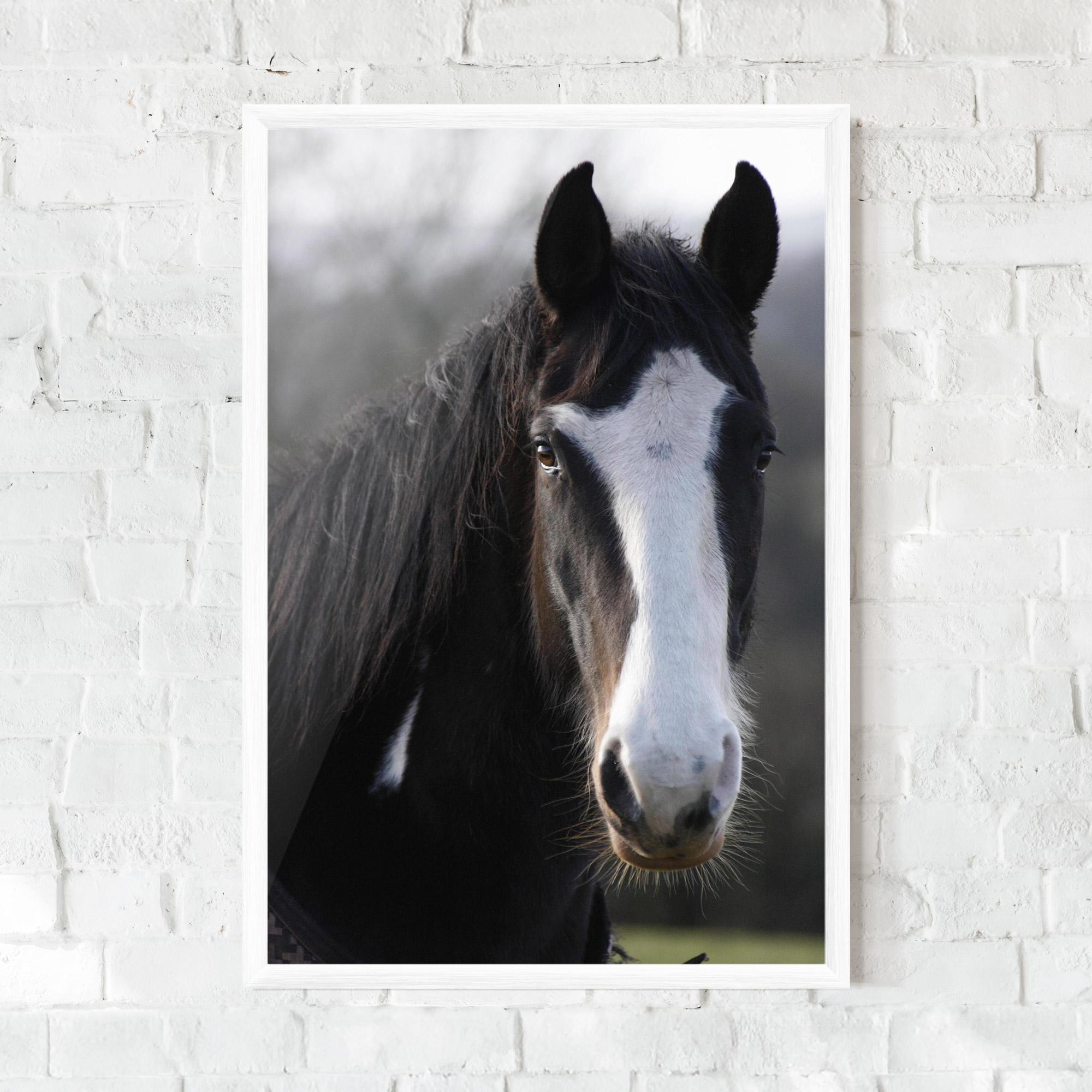 Poster Înrămat Horse Black Portrait mockup 0