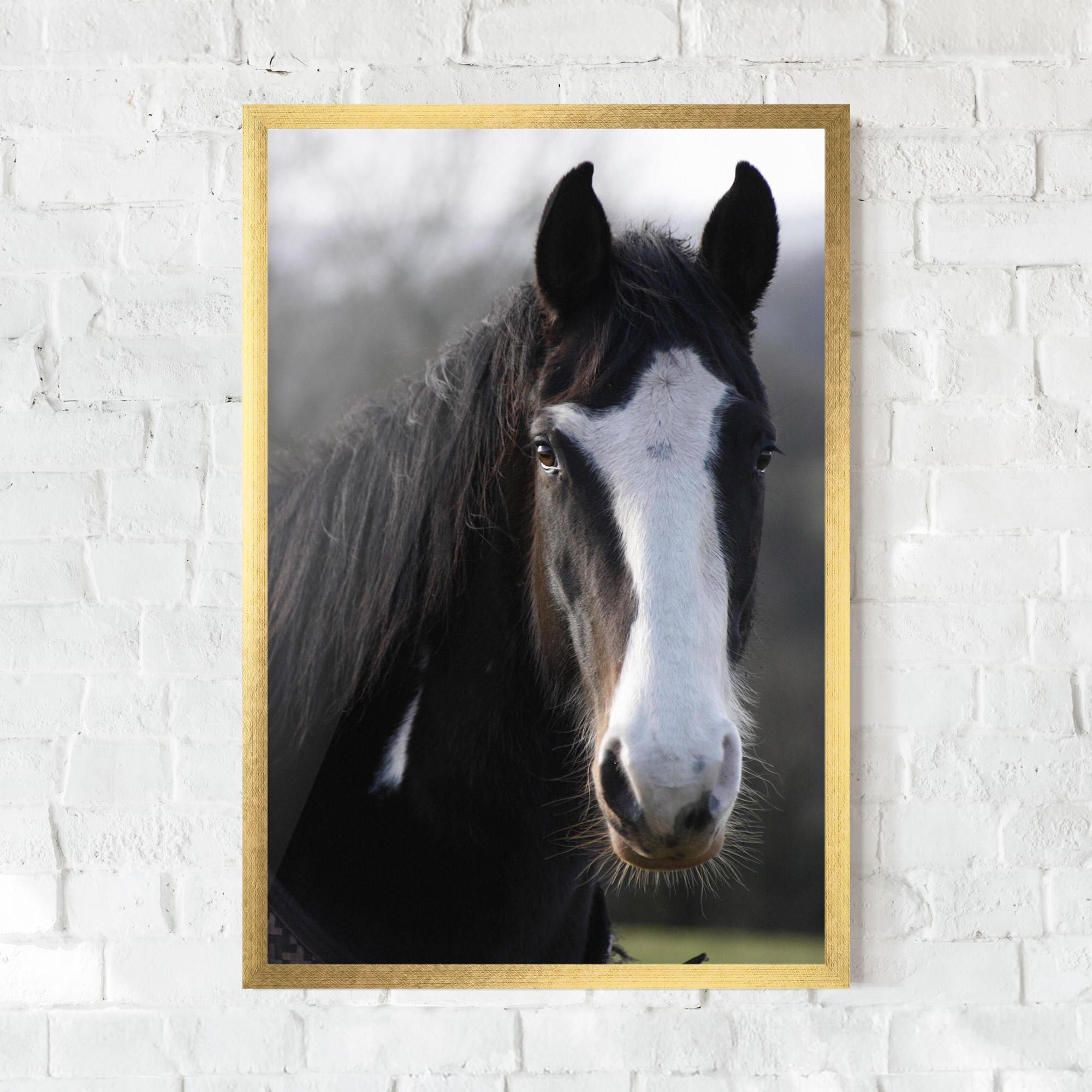 Poster Înrămat Horse Black Portrait mockup 0