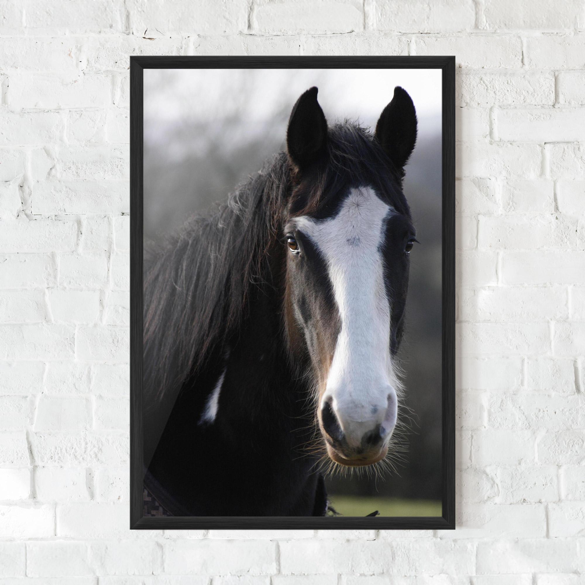 Poster Înrămat Horse Black Portrait mockup 0